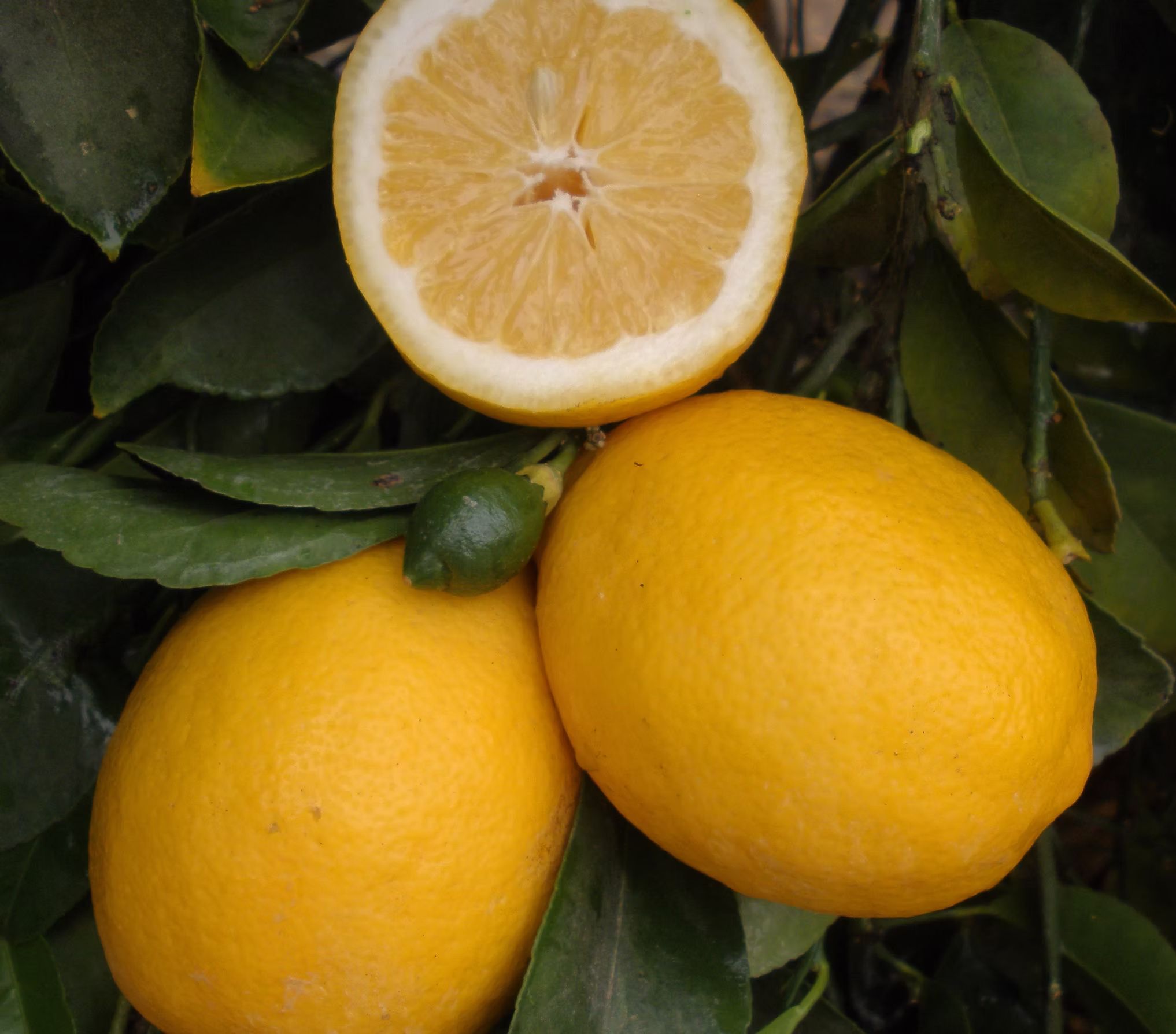 improved-meyer-lemon-tree-for-sale.jpg