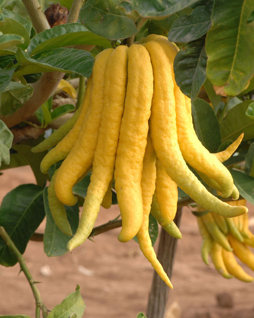 Buddha's Hand Citron
