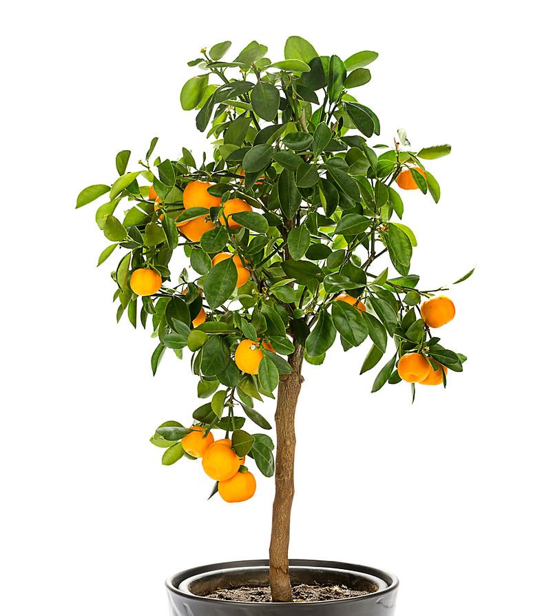 Calamondin