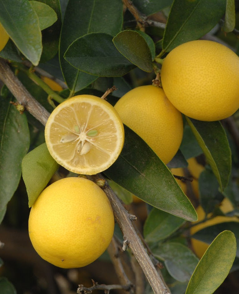 Eustis Limequat