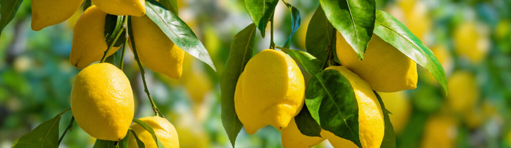 Lemon Tree