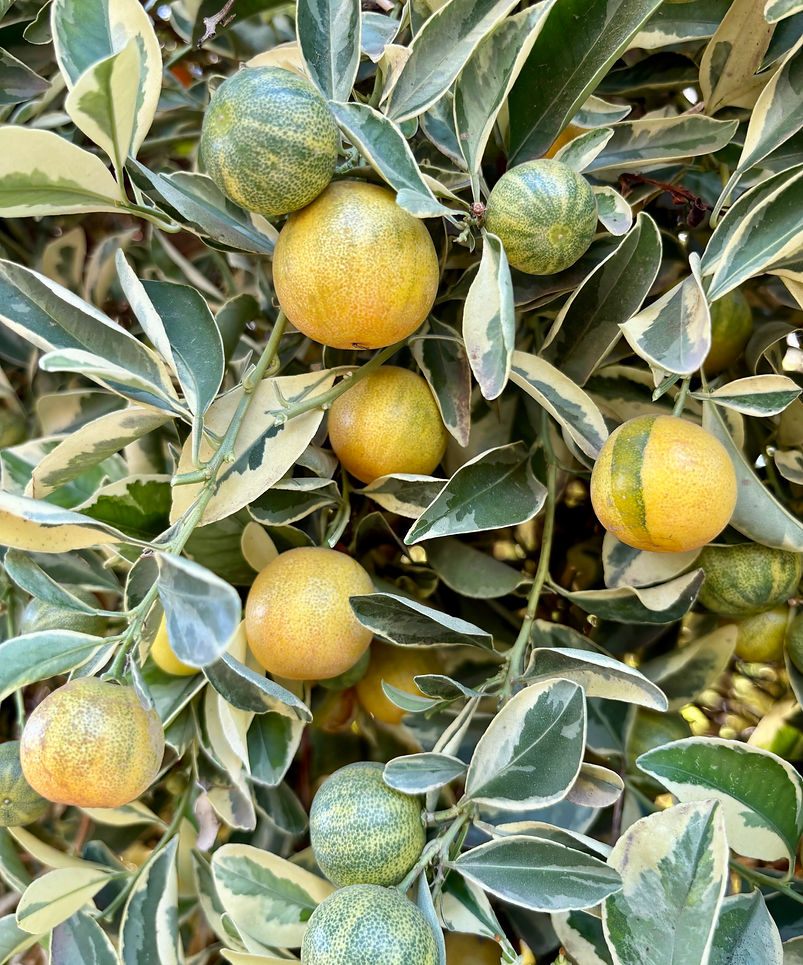 Variegated Calamondin