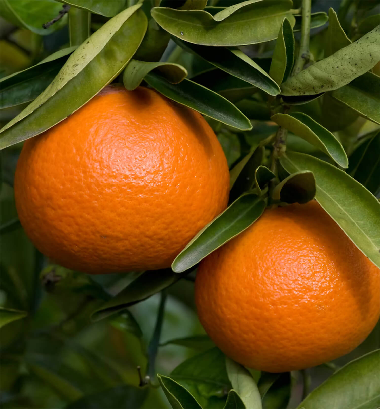 Fremont Tangerine