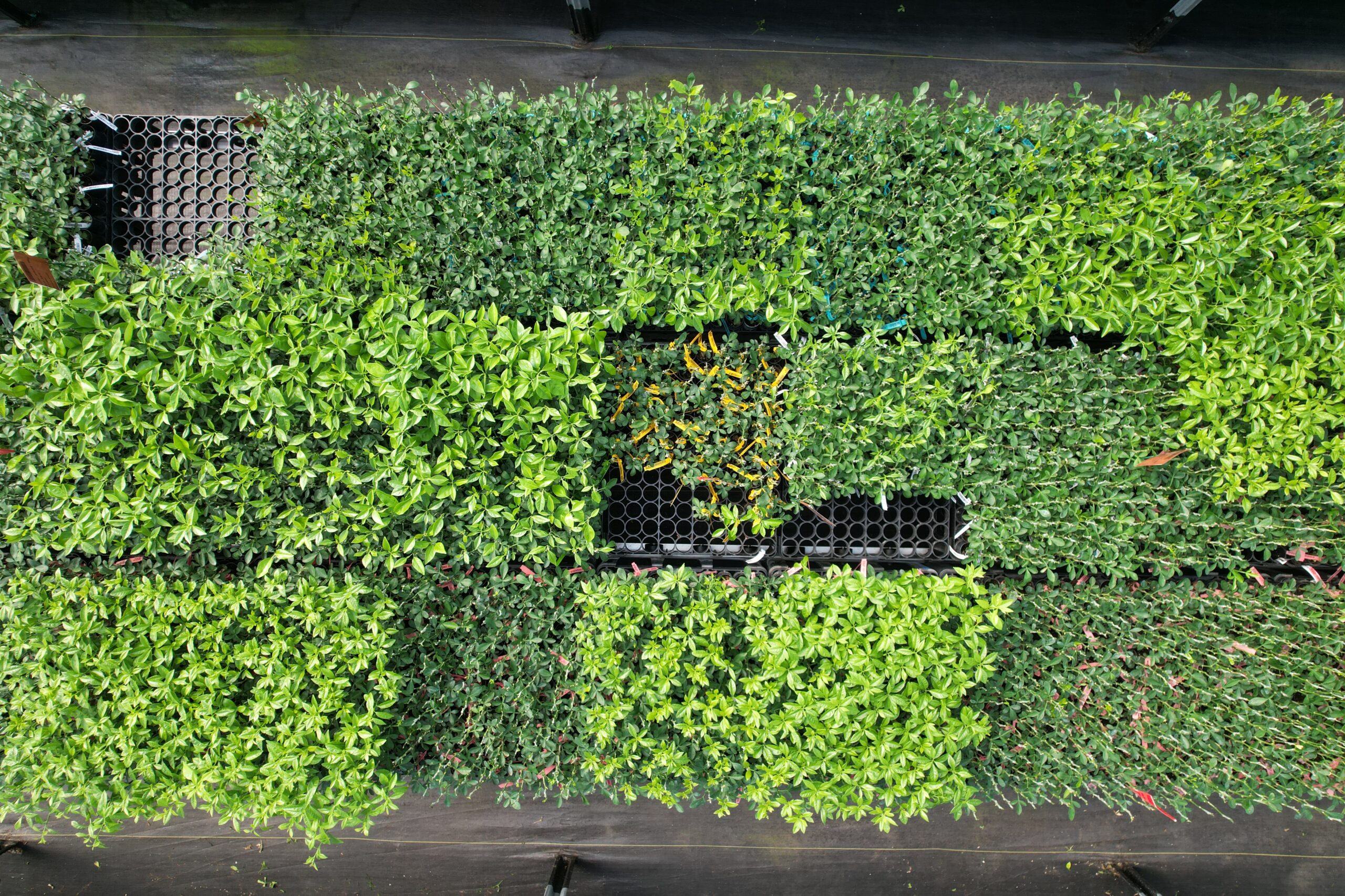 Rich 16-6 Rootstock for Sale