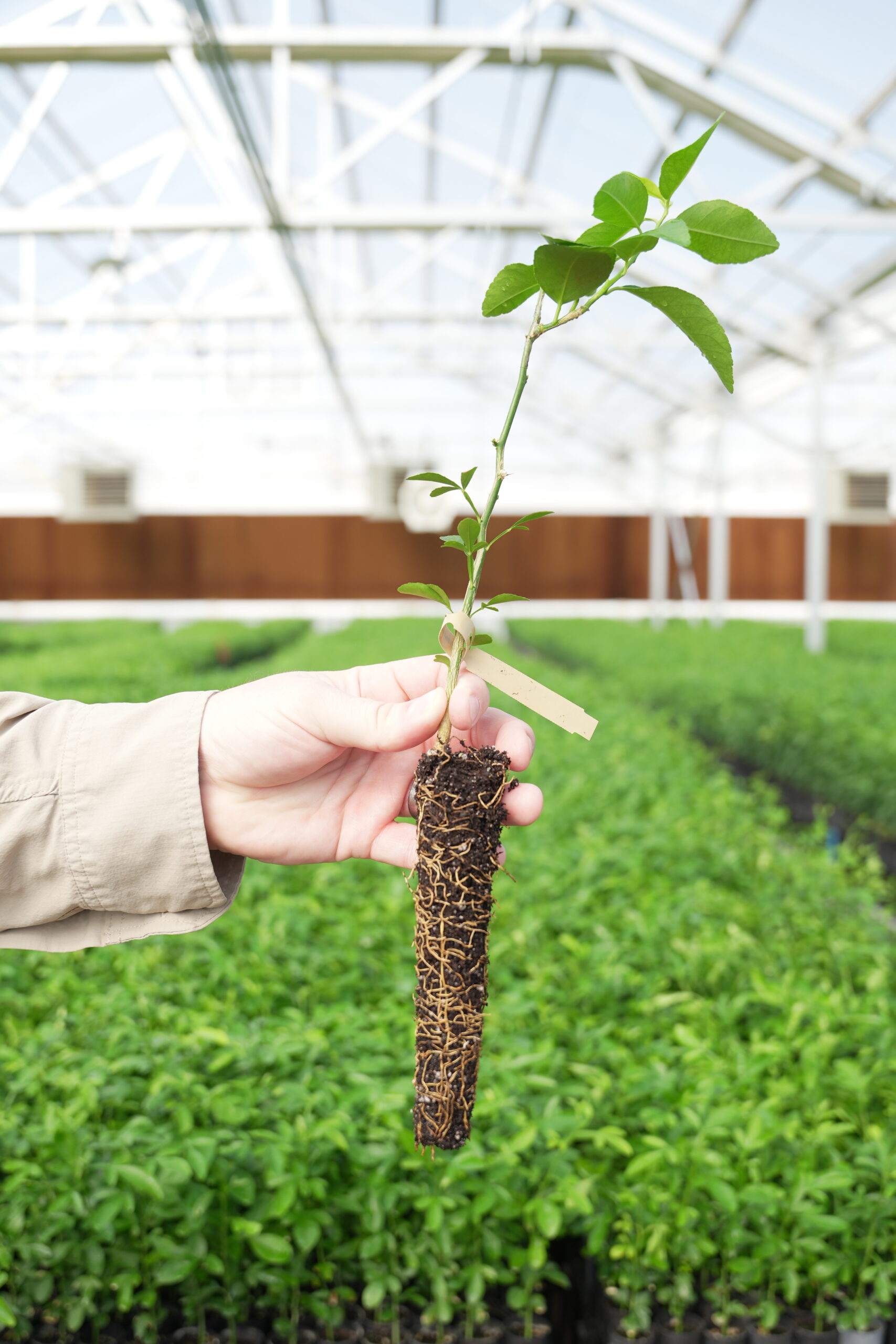 Rich 16-6 Rootstock for Sale