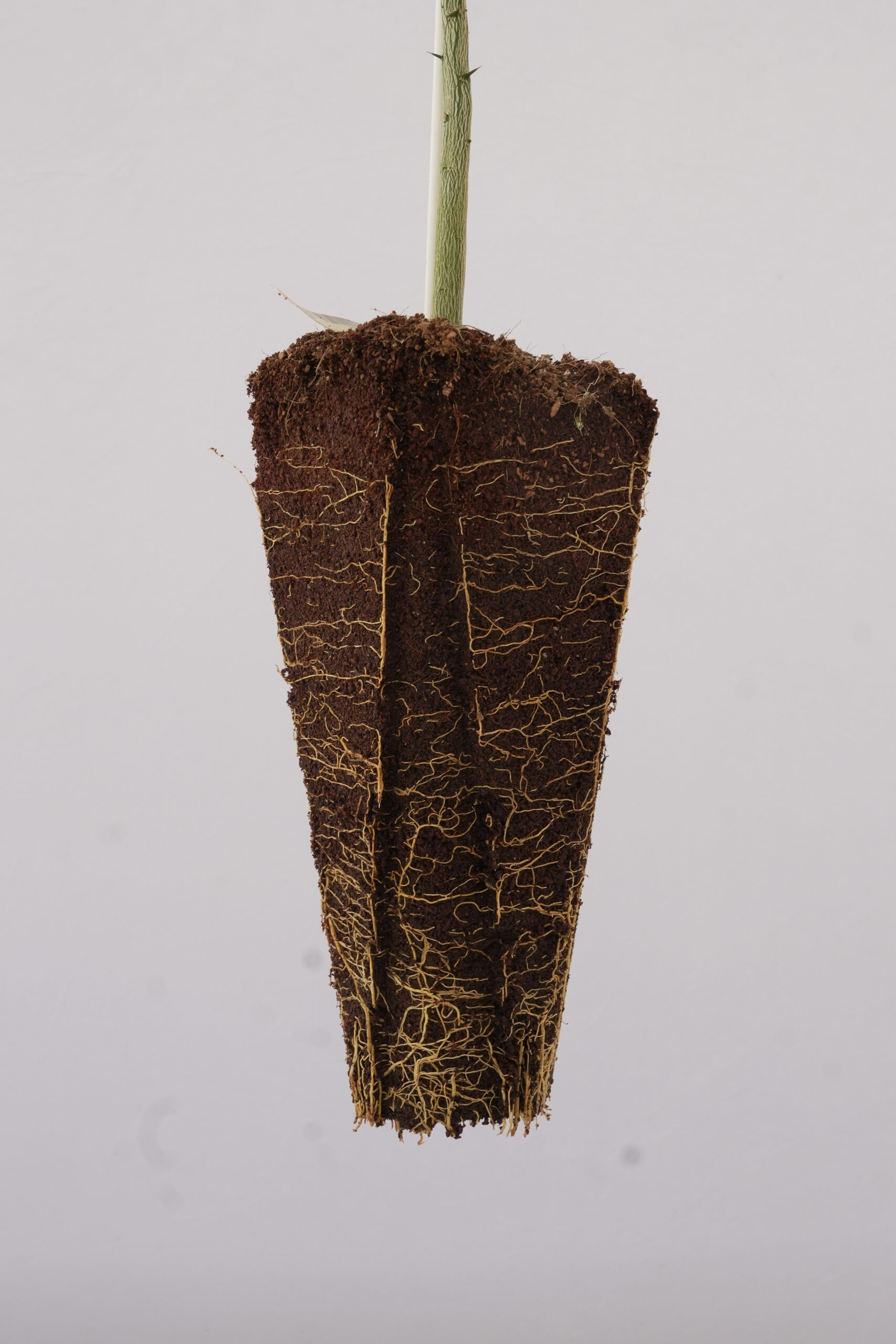 Rich 16-6 Rootstock for Sale