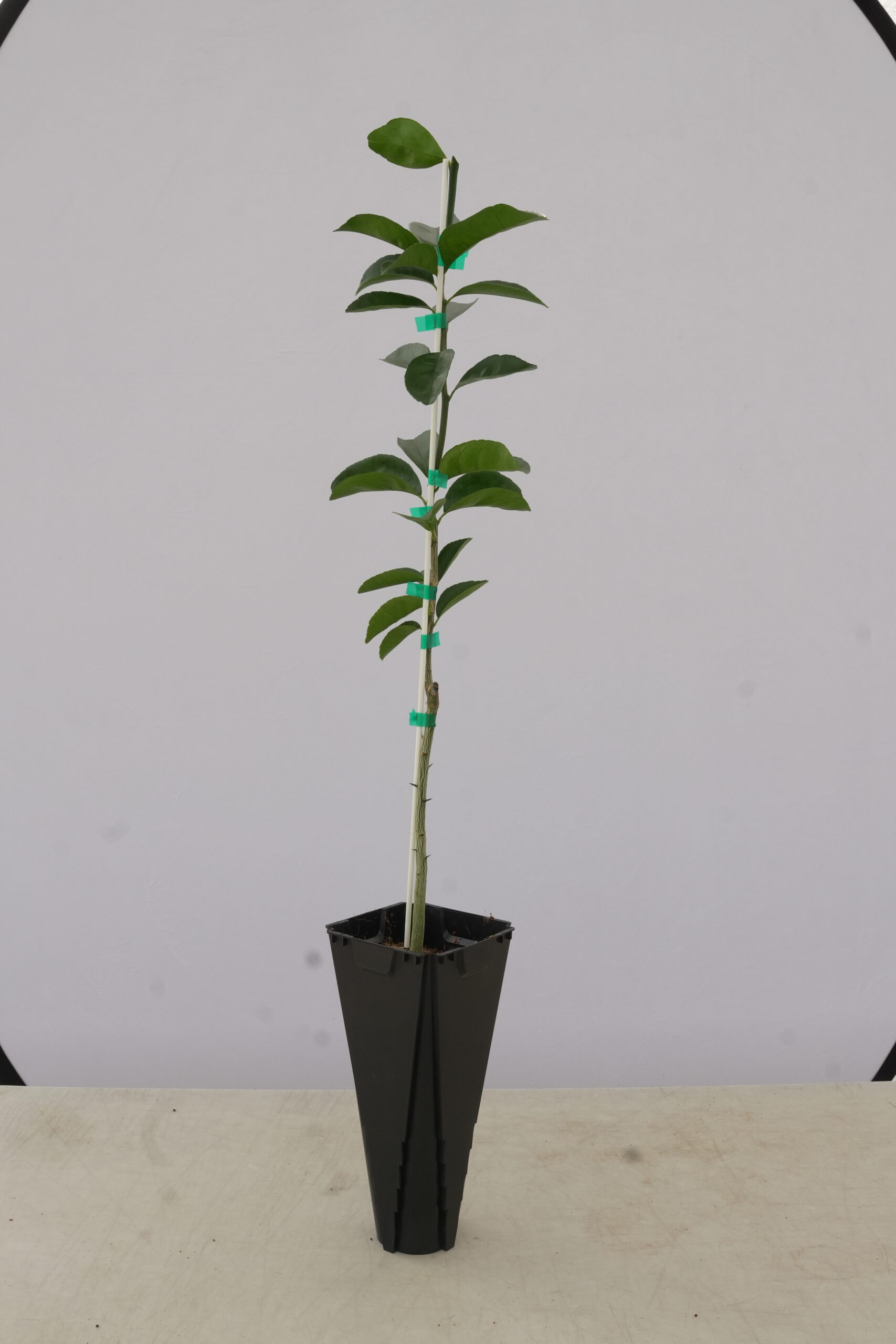 Rich 16-6 Rootstock for Sale