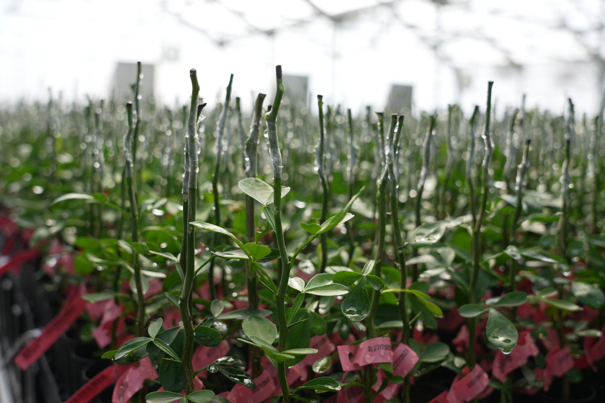 Macrophylla Rootstock for Sale