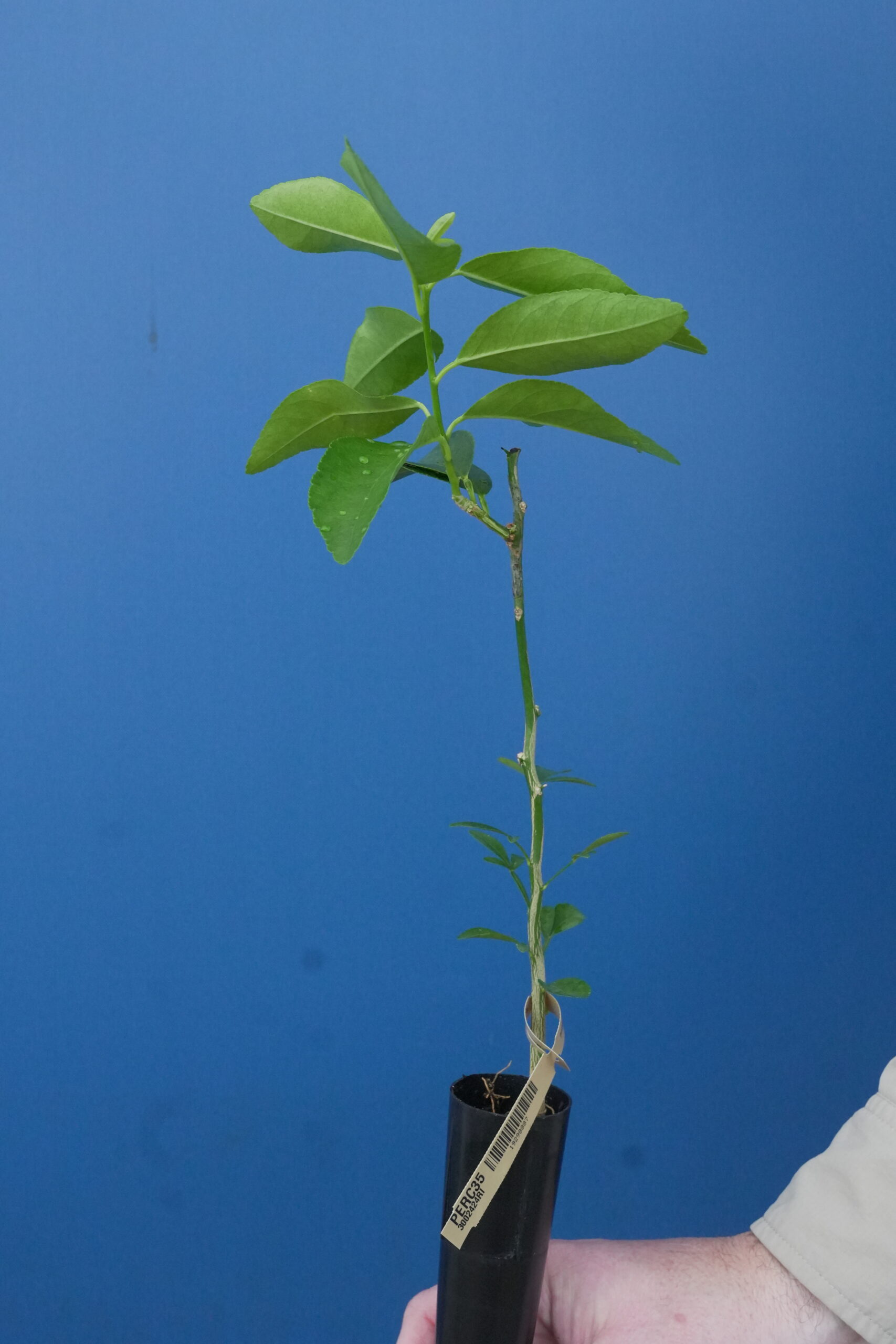 Macrophylla Rootstock for Sale