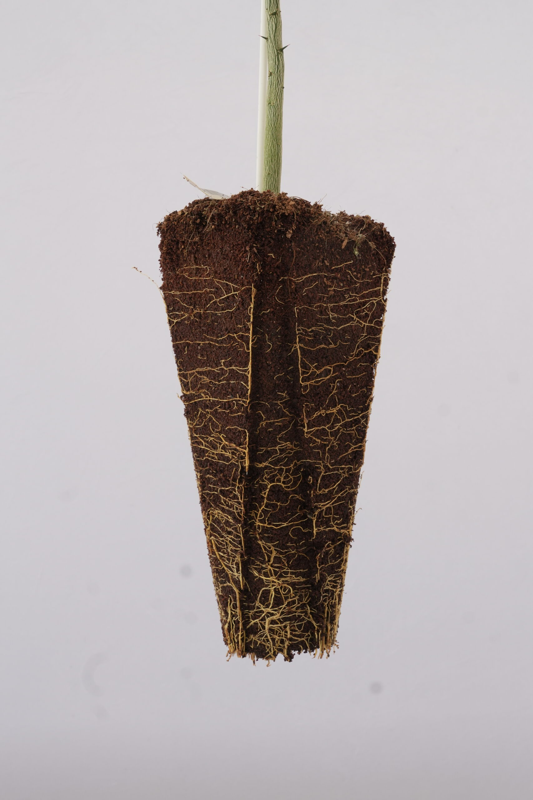 Macrophylla Rootstock for Sale