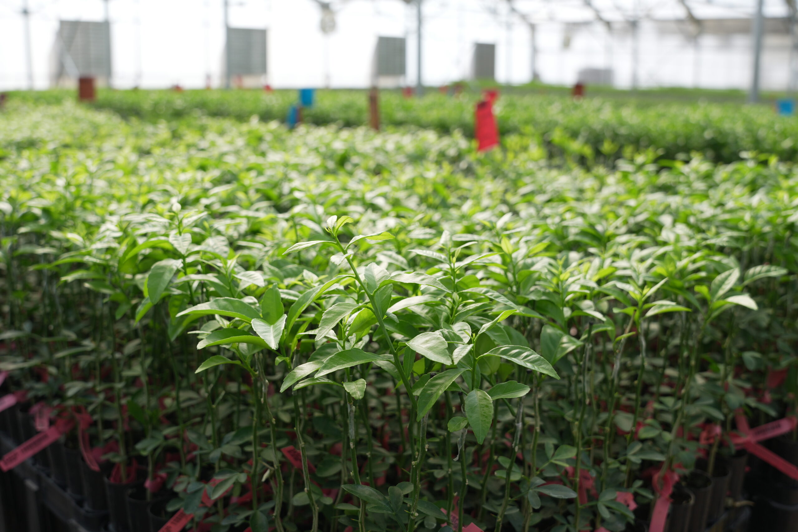 Volkameriana Rootstock