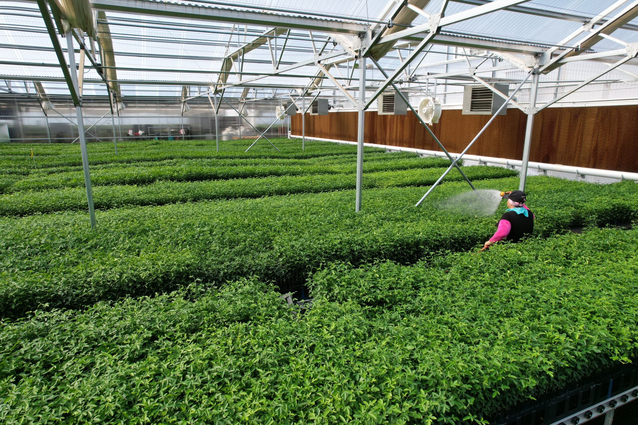 Volkameriana Citrus Rootstock