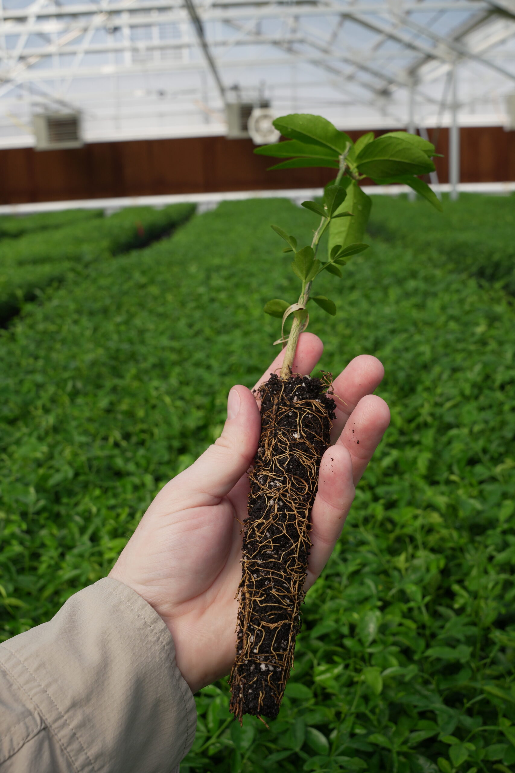 Volkameriana Rootstock