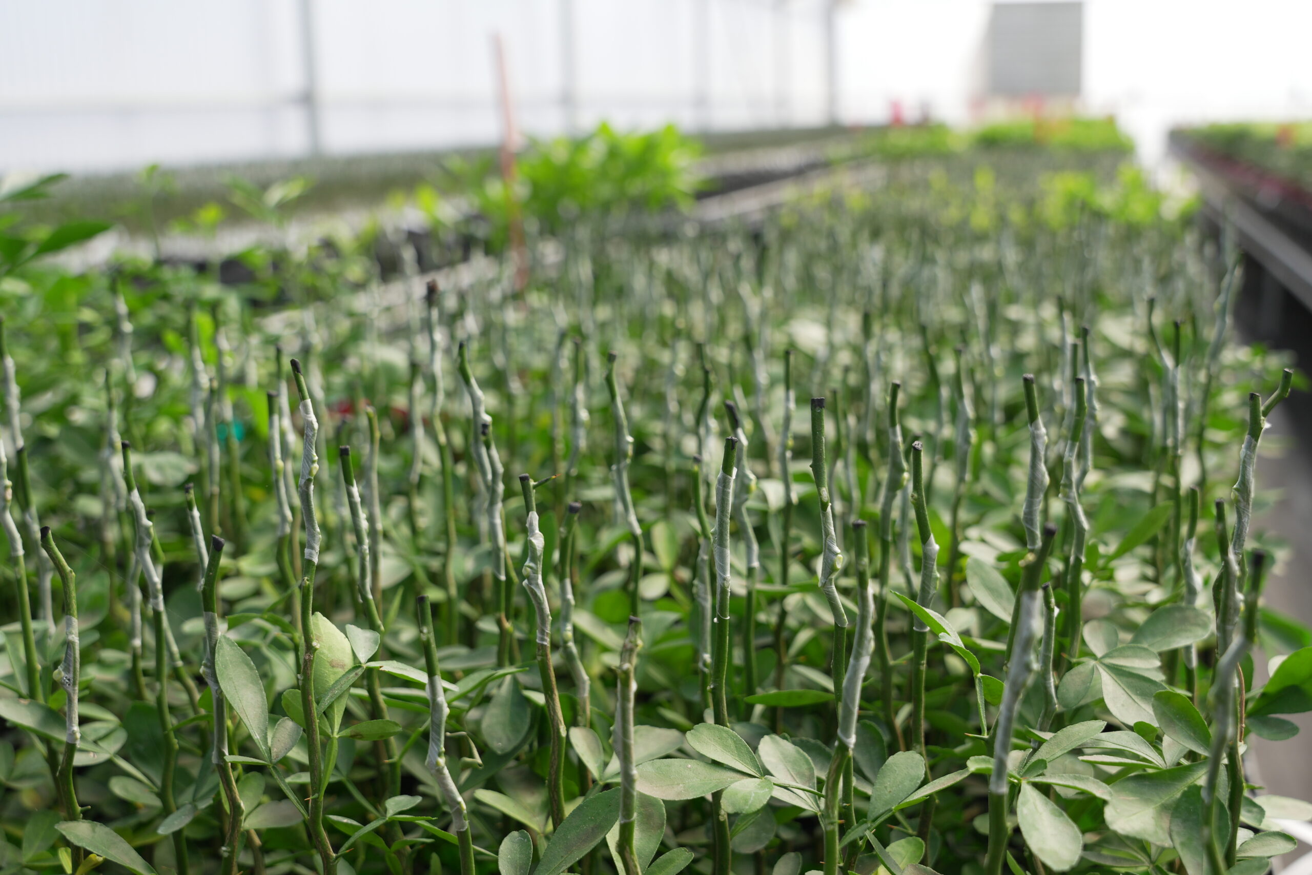 C-35 Citrange Trifoliate Rootstock