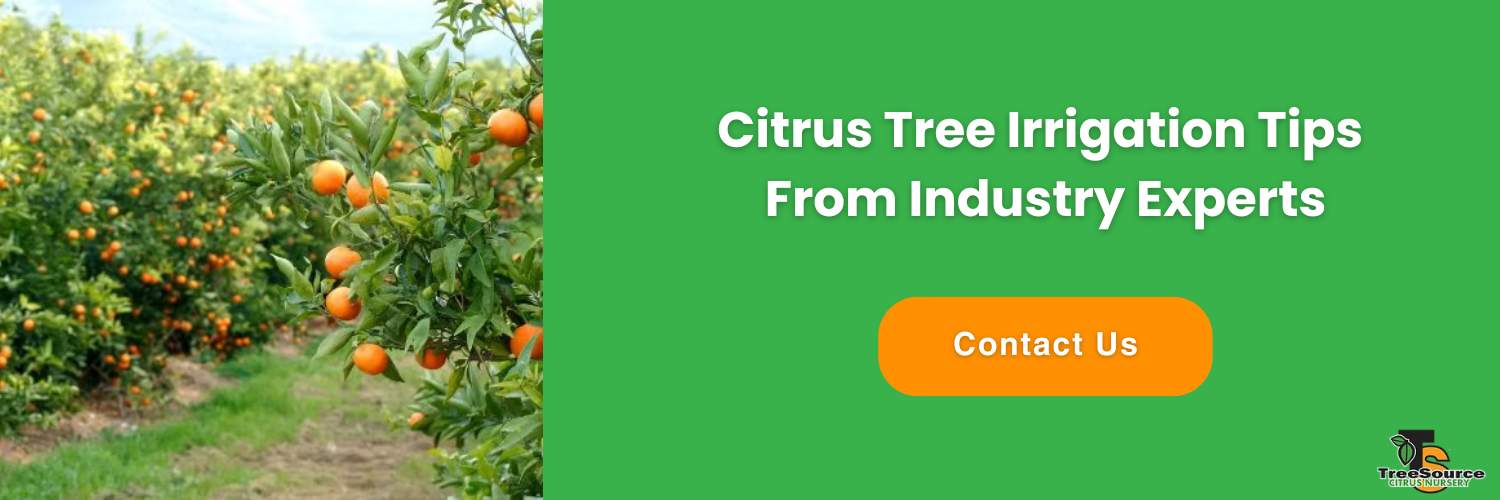 citrus tree irrigation