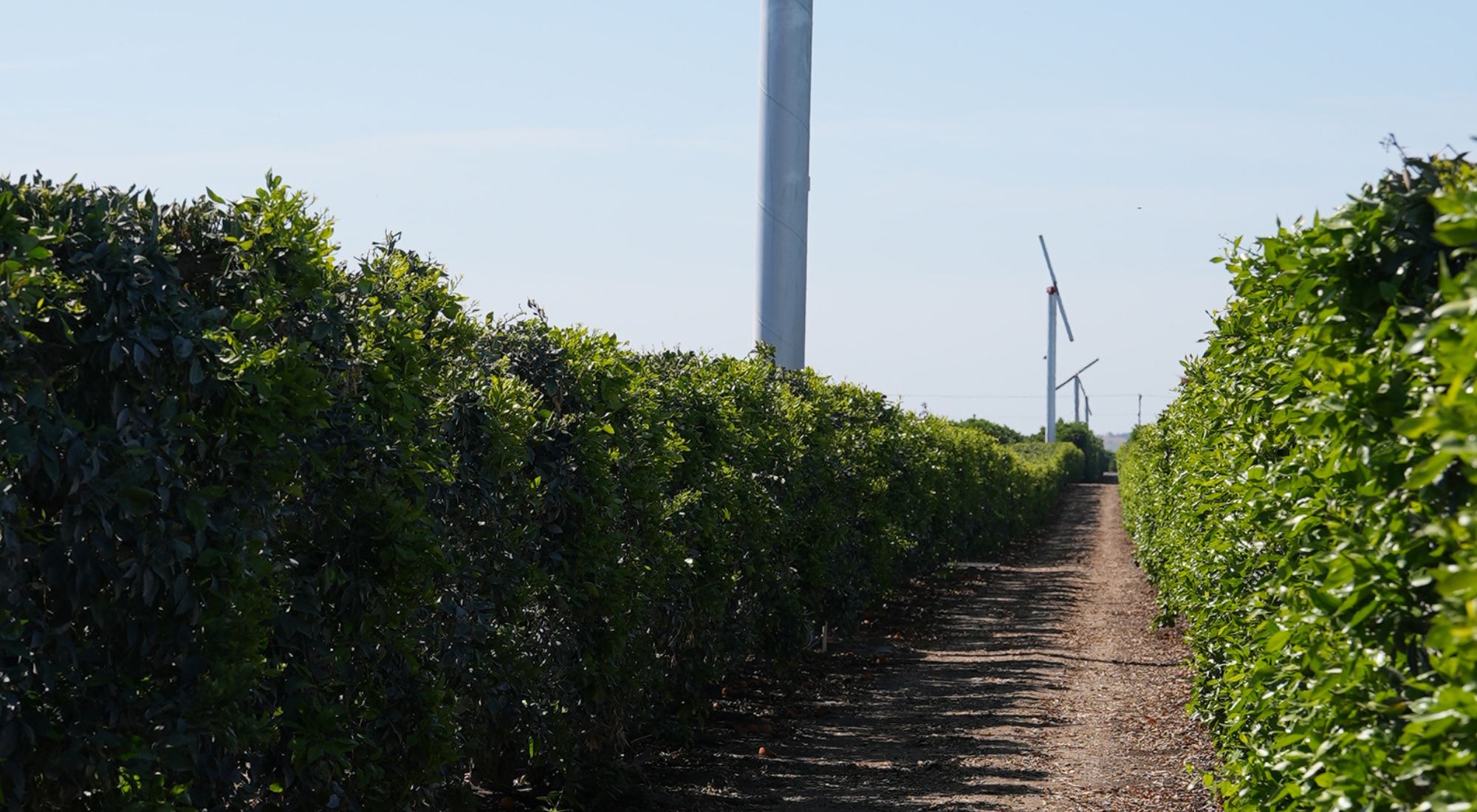 cold protection for citrus trees