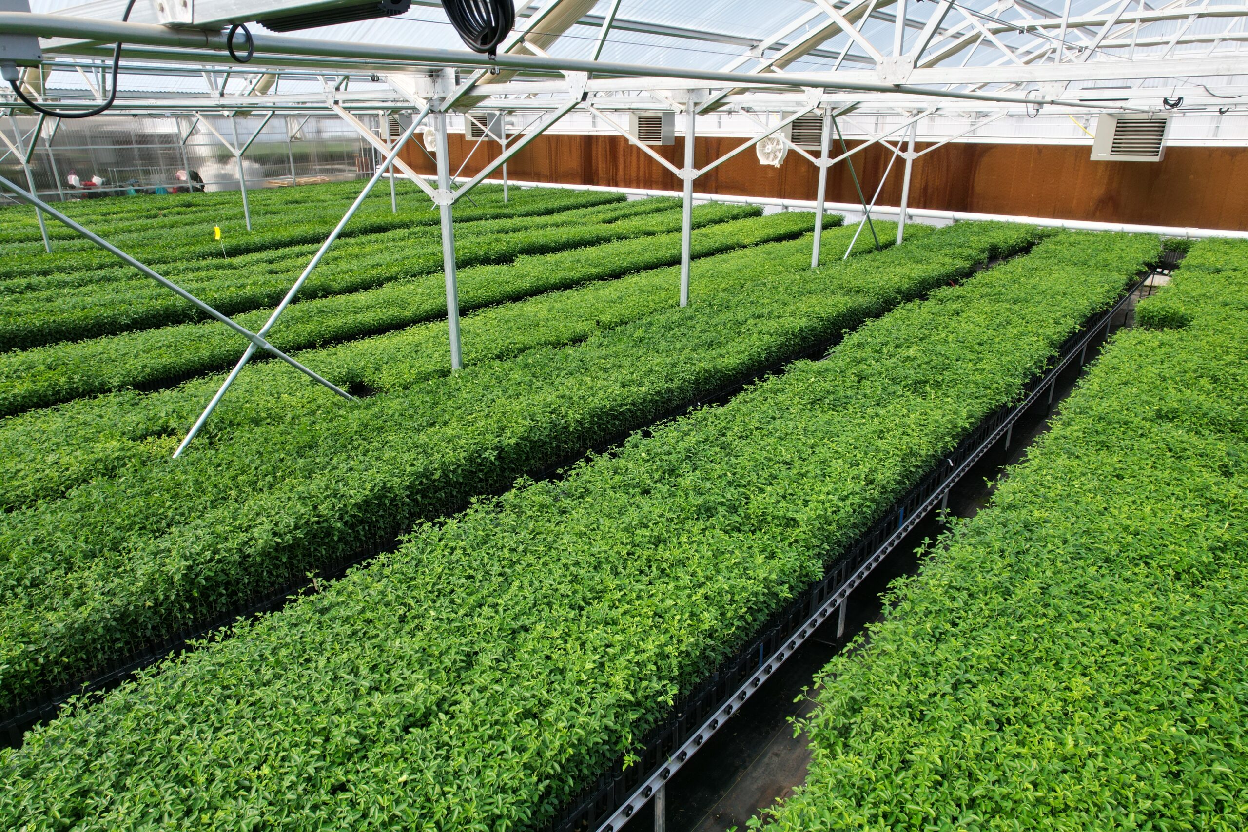 Macrophylla Rootstock