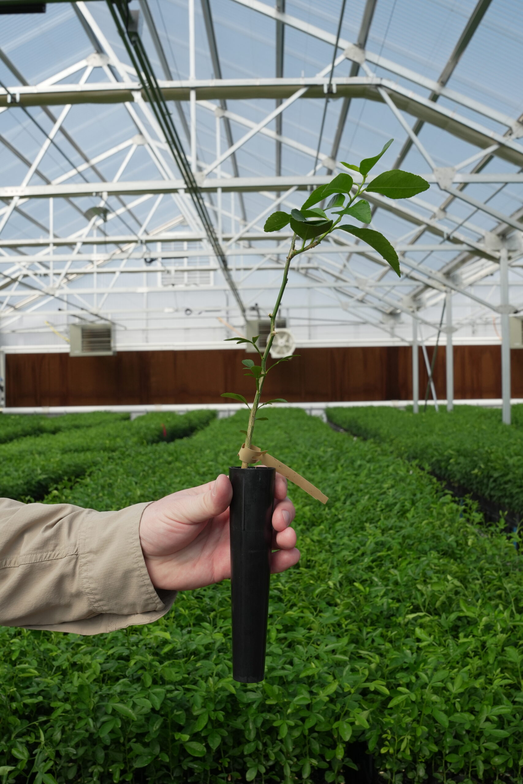 Volkameriana Rootstock