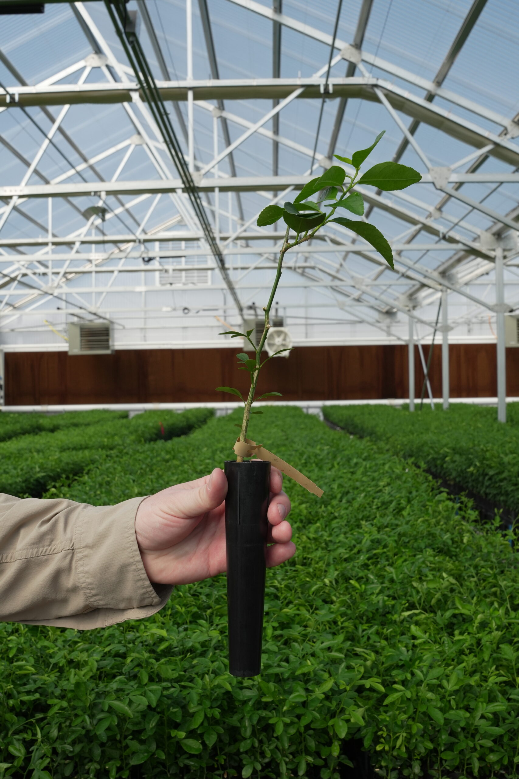 Sour Orange Rootstock