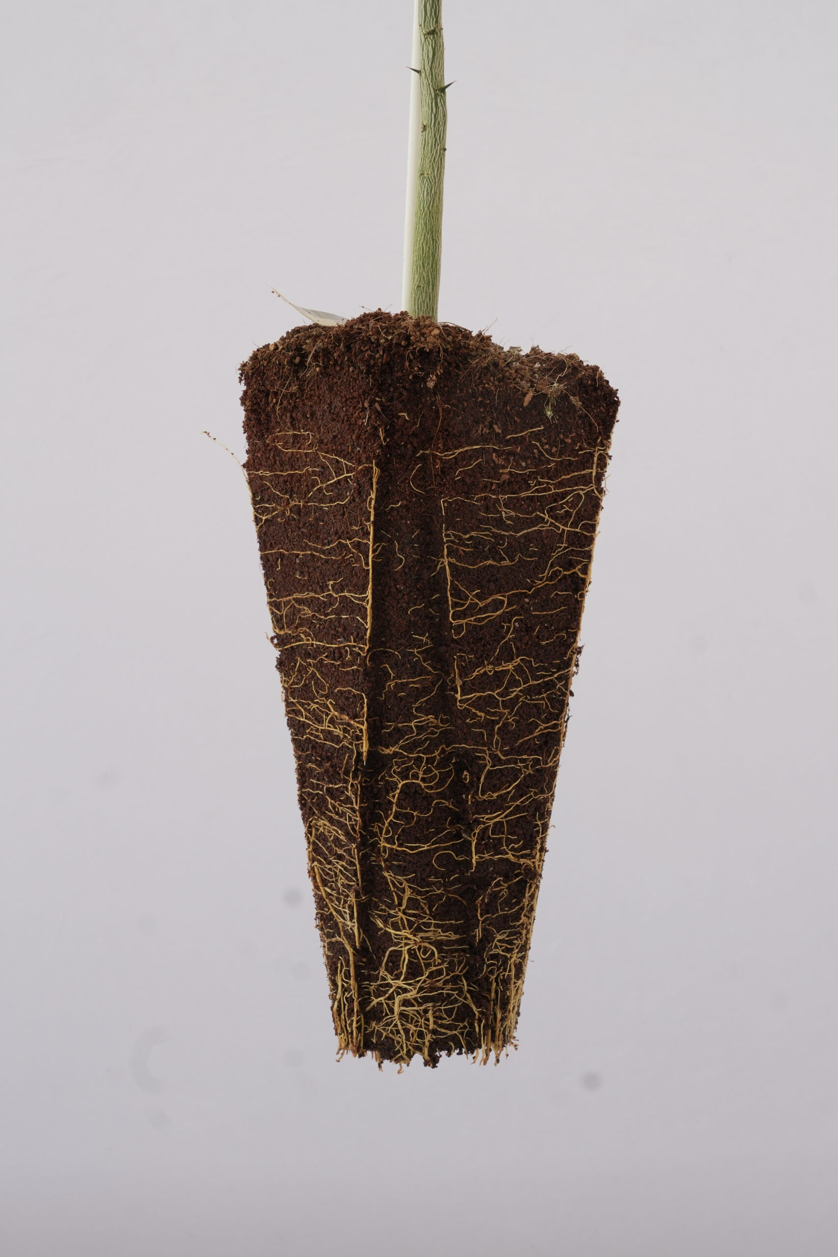 Sour Orange Rootstock