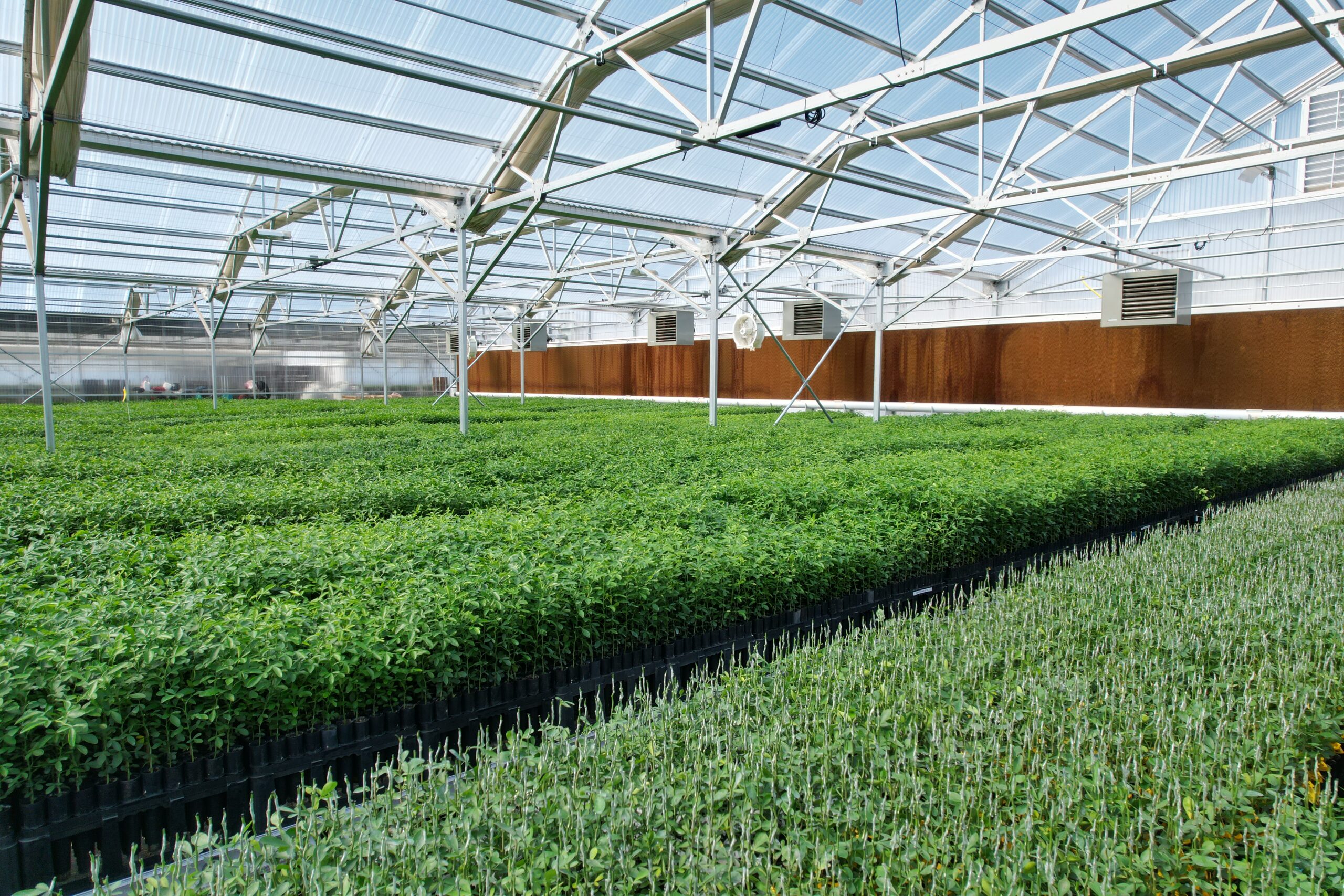 Sour Orange Rootstock