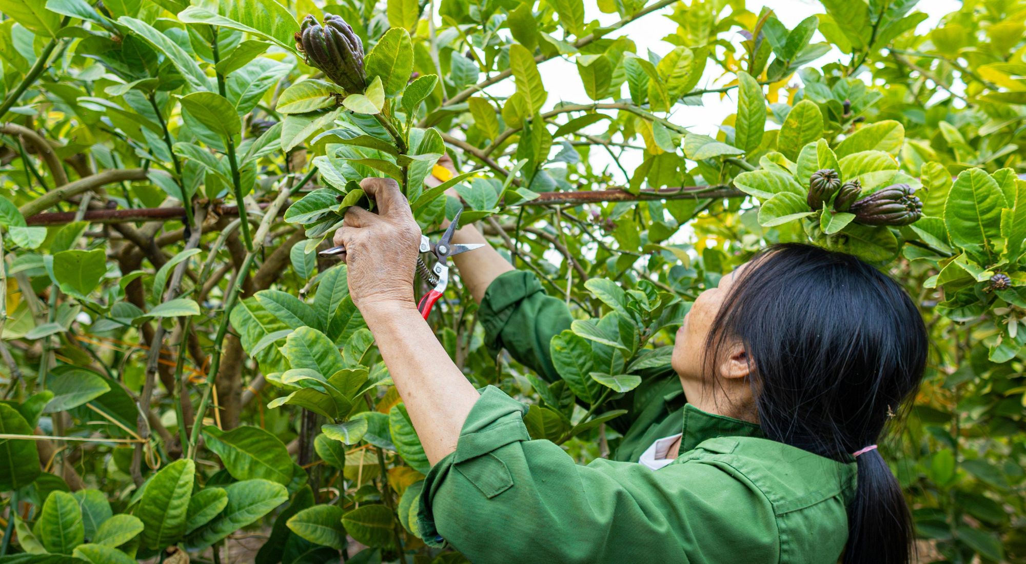 how to prune commercial citrus