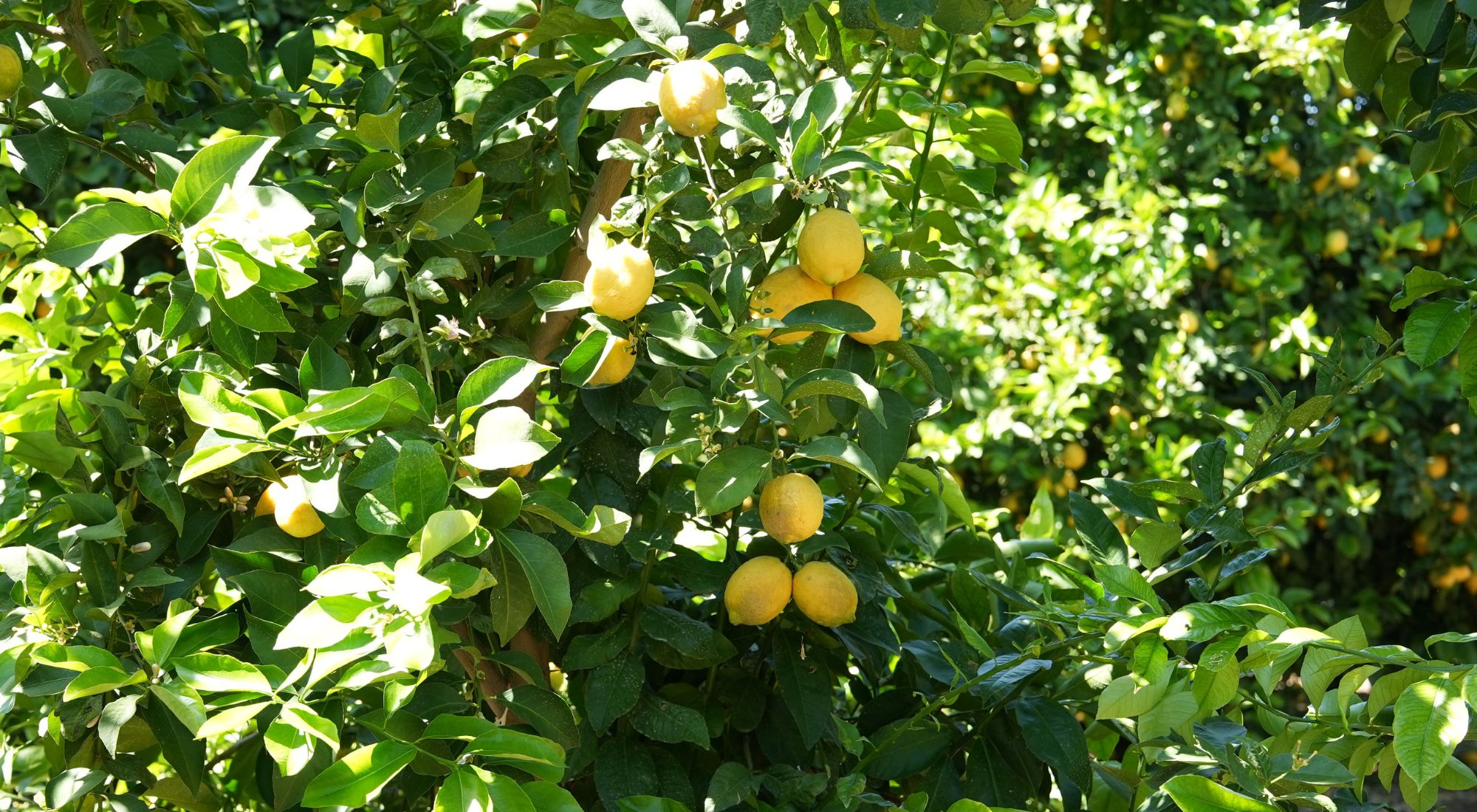 lemon tree fertilization schedule