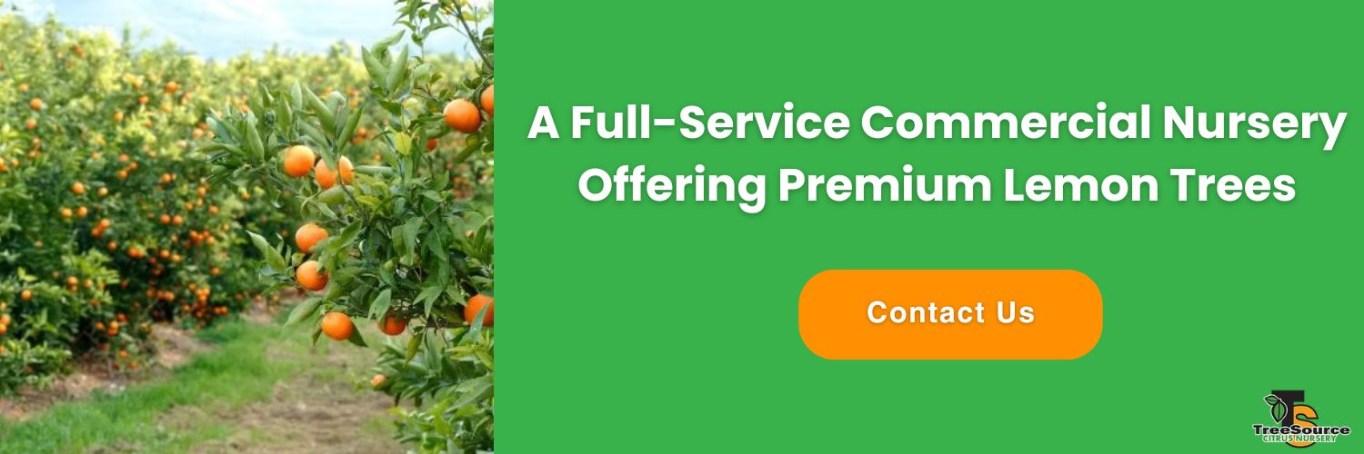 lemon tree fertilization schedule