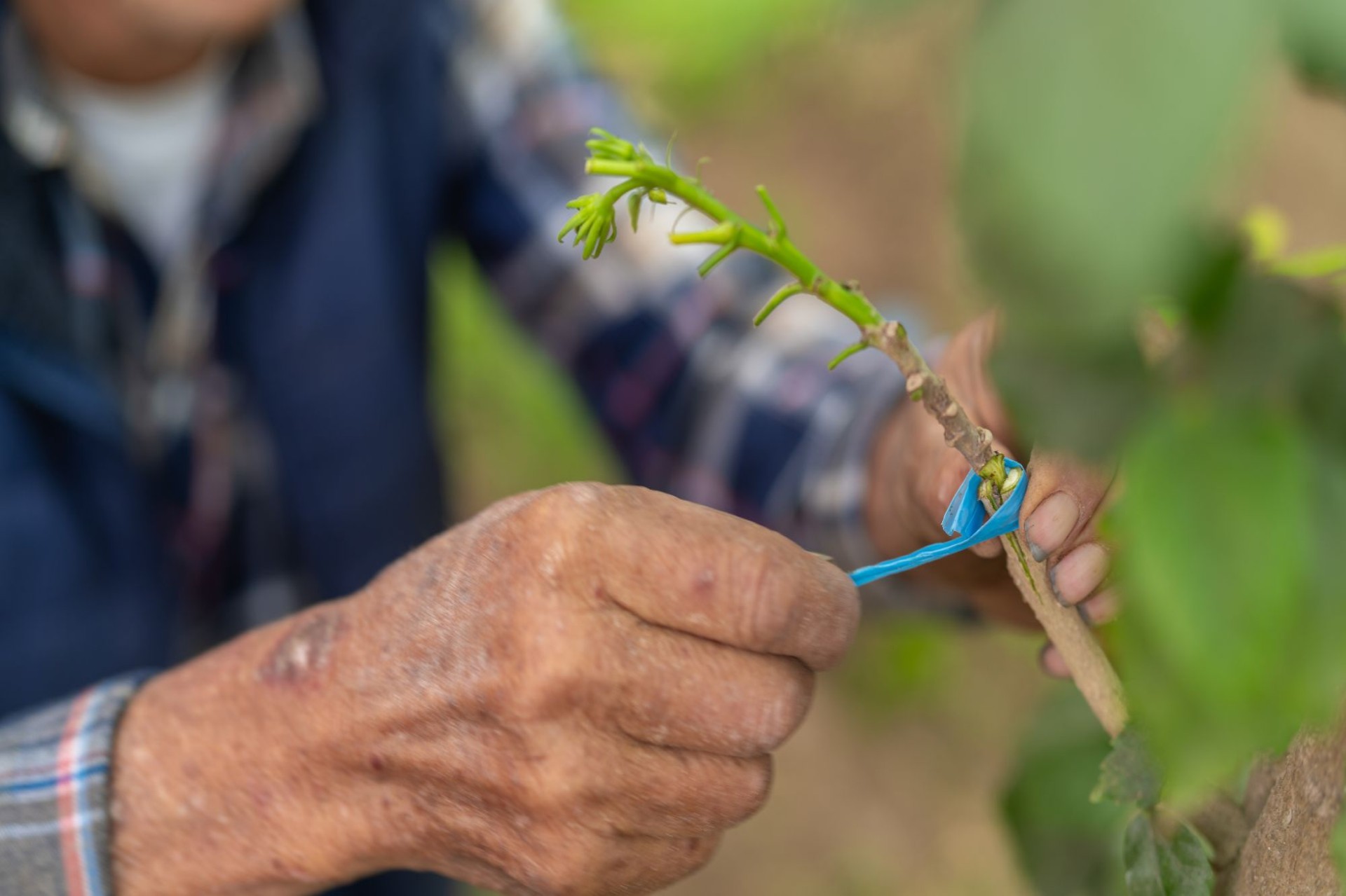 The Perfect Match: The Key to Successful Citrus Grafting Compatibility
