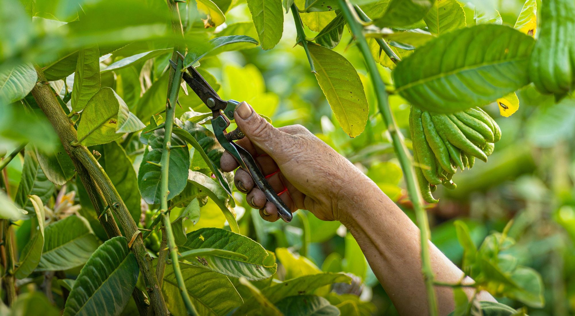 pruning citrus