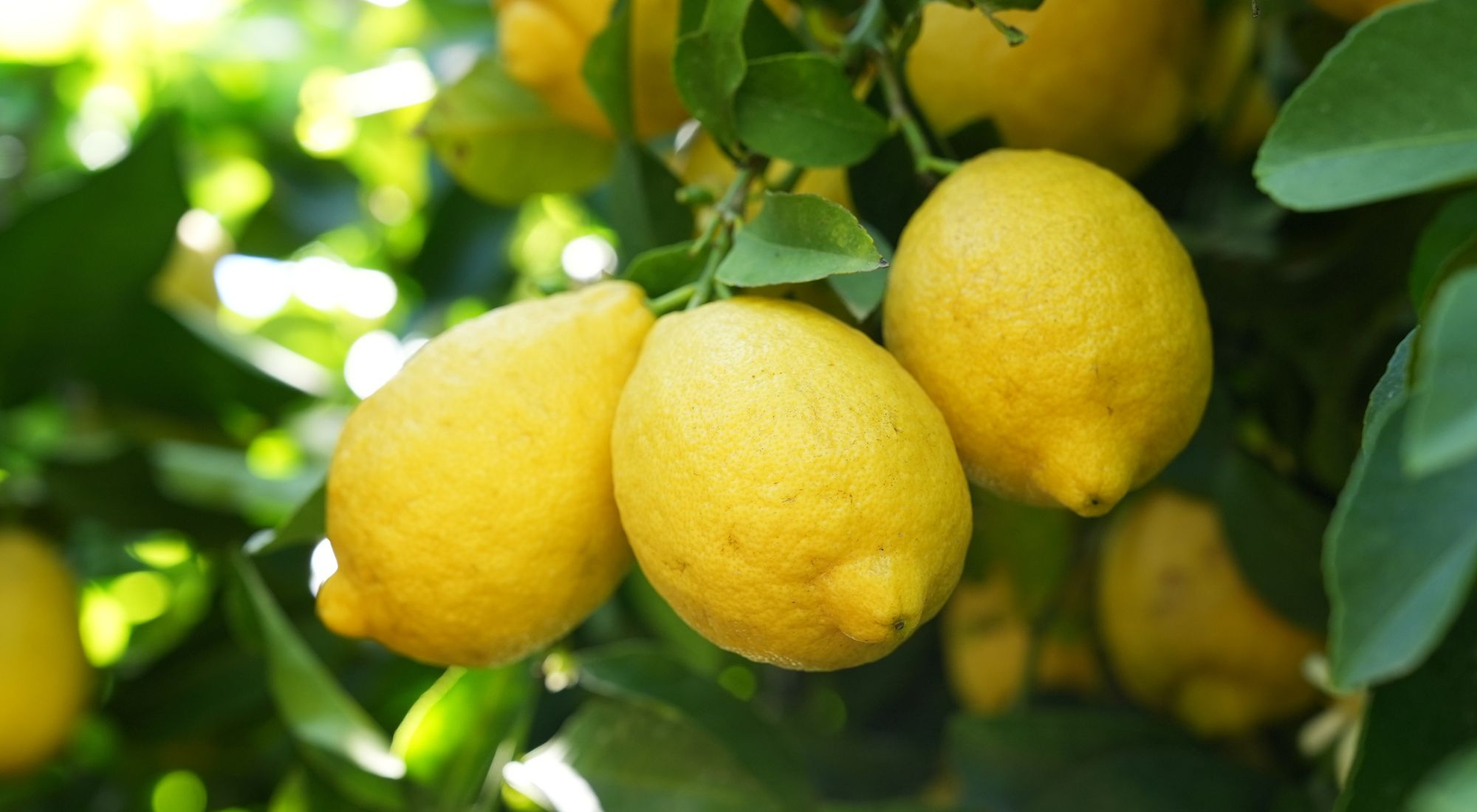 schedule for fertilizing lemon orchards