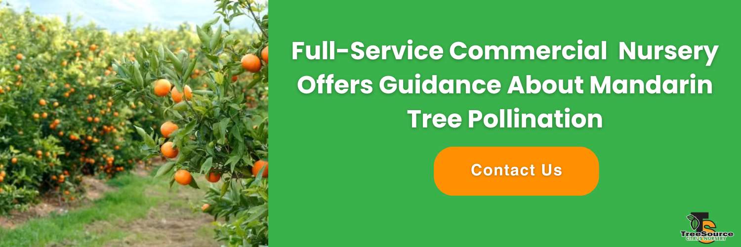 are mandarin trees self pollinating