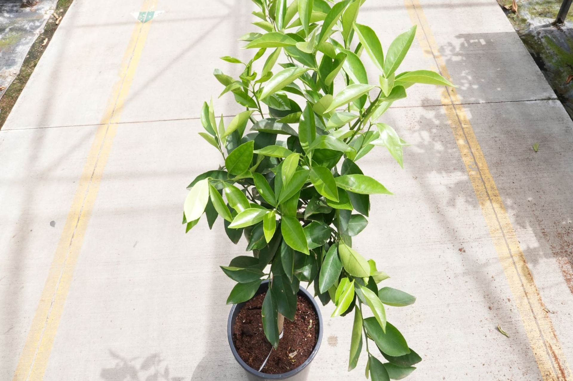 Can You Transplant Citrus Trees? Tips for Moving Them Successfully