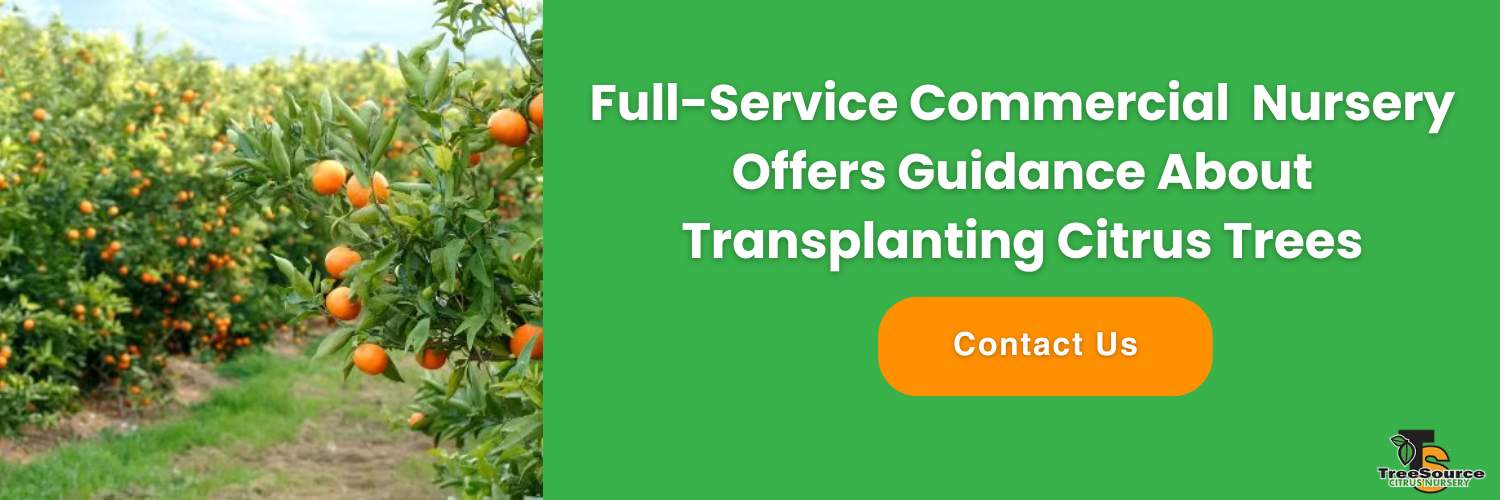 can you transplant citrus trees