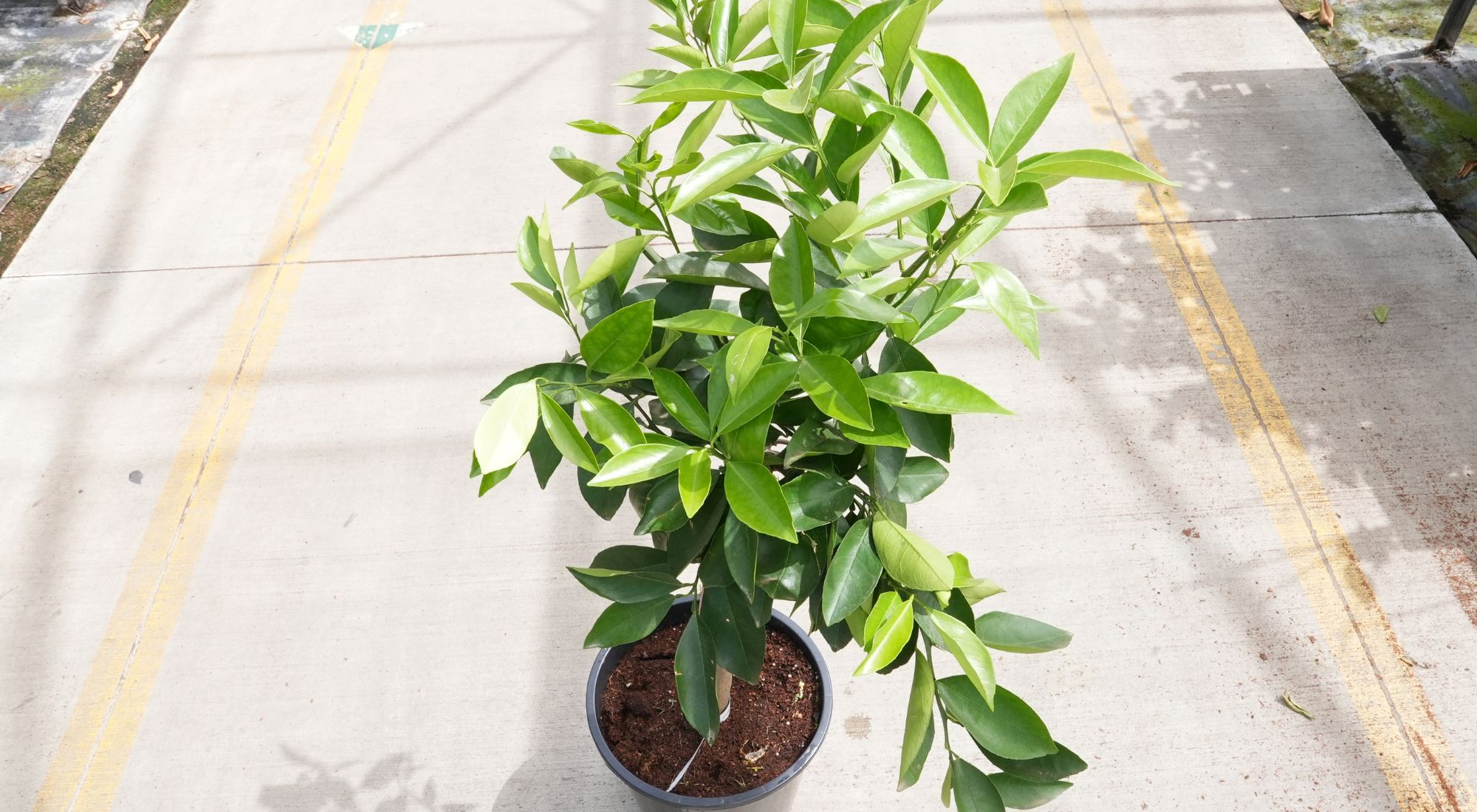 can you transplant citrus