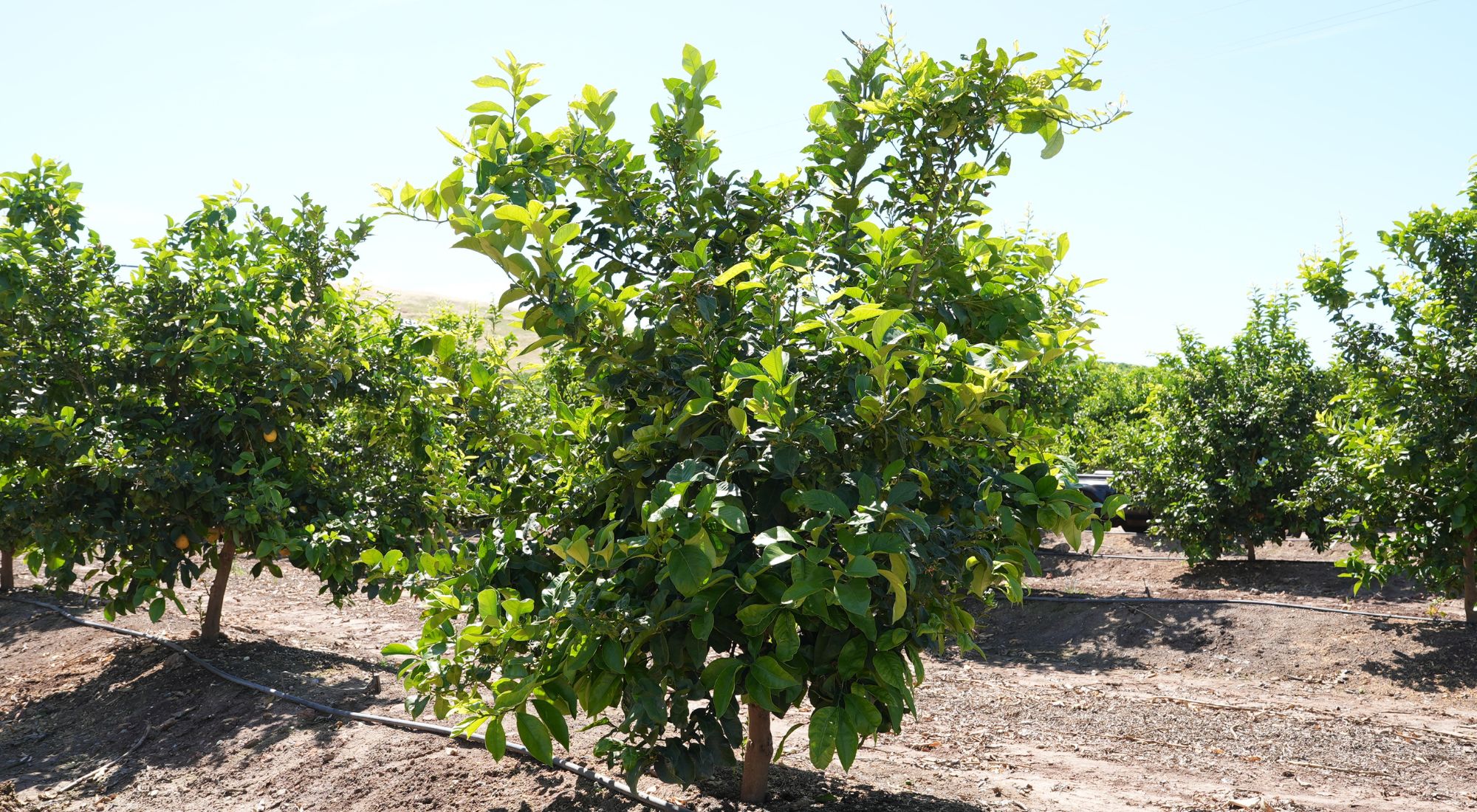 how long does it take for a lemon tree to bear fruit