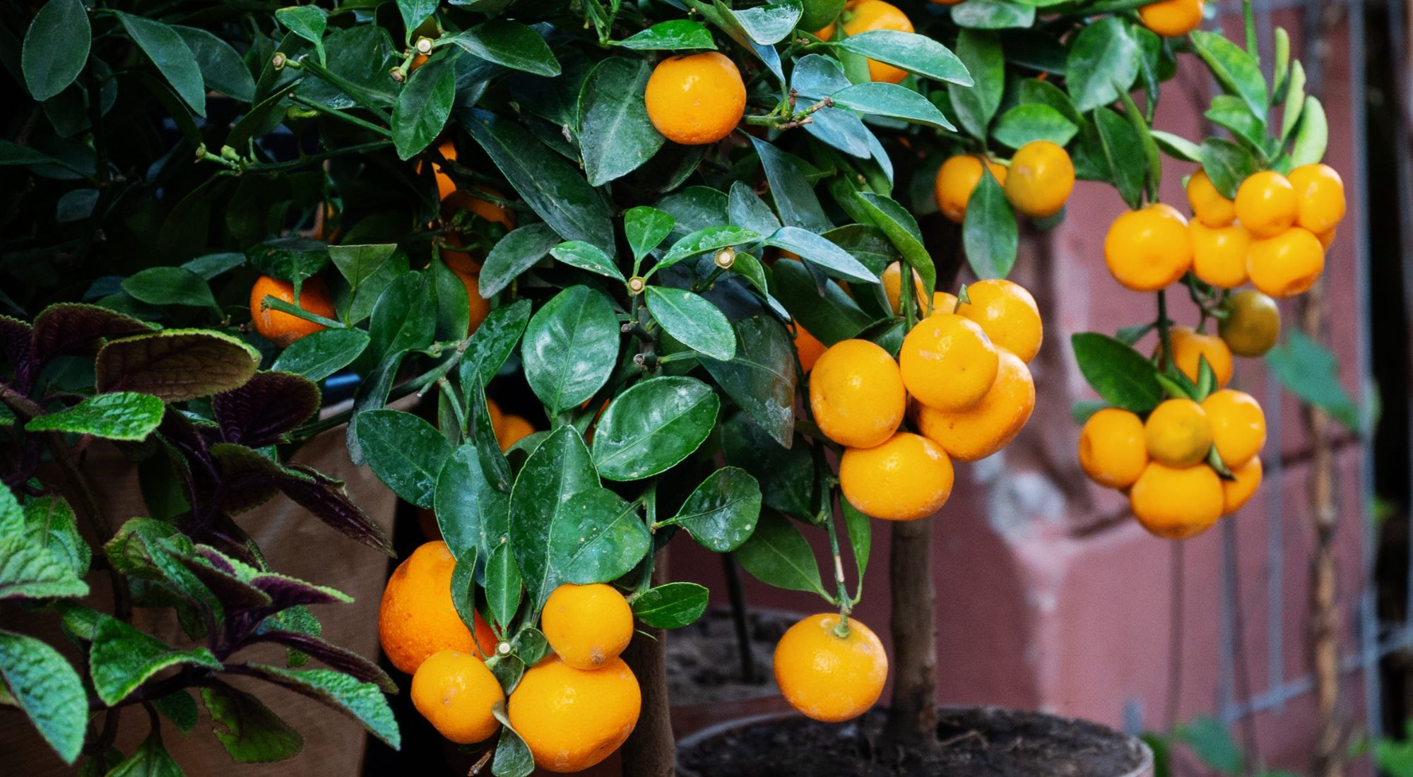 mandarin tree self pollinating