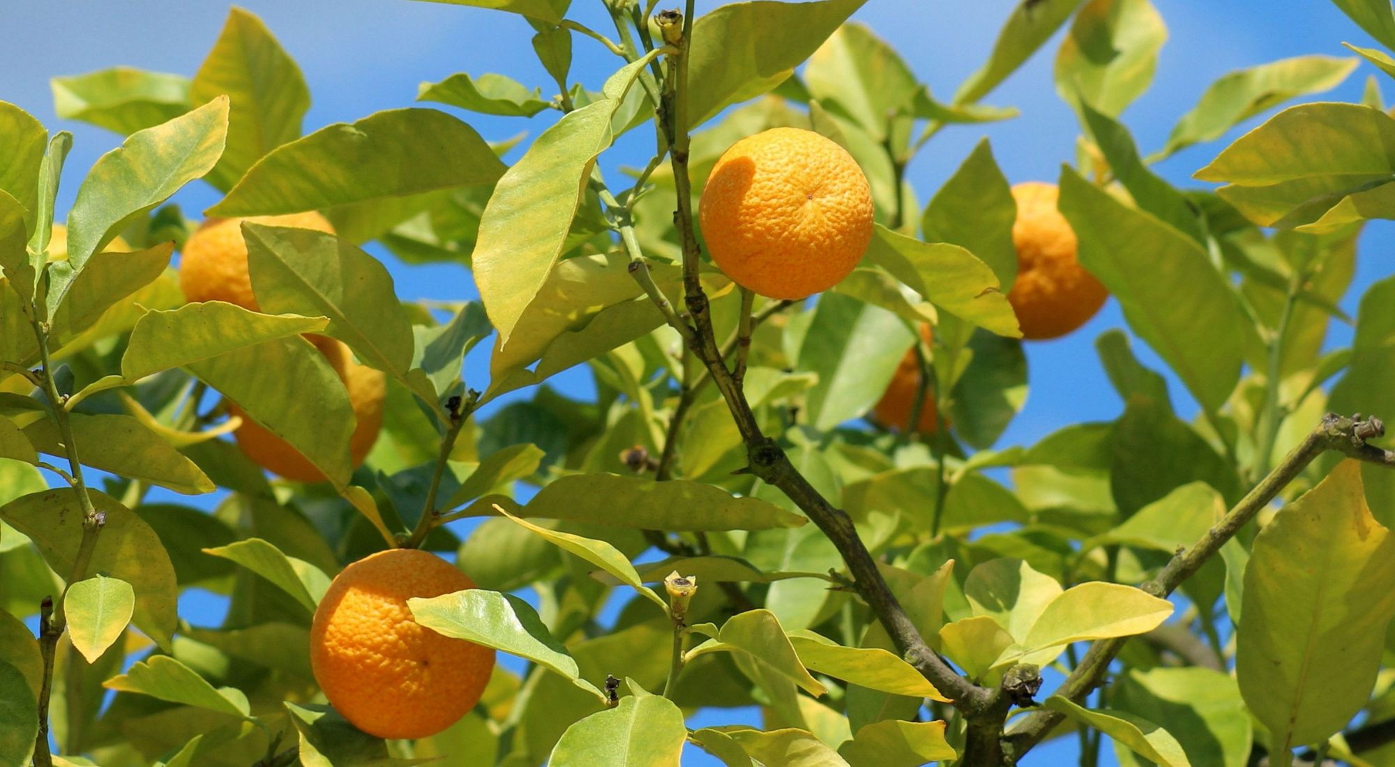 mandarin tree self pollinating