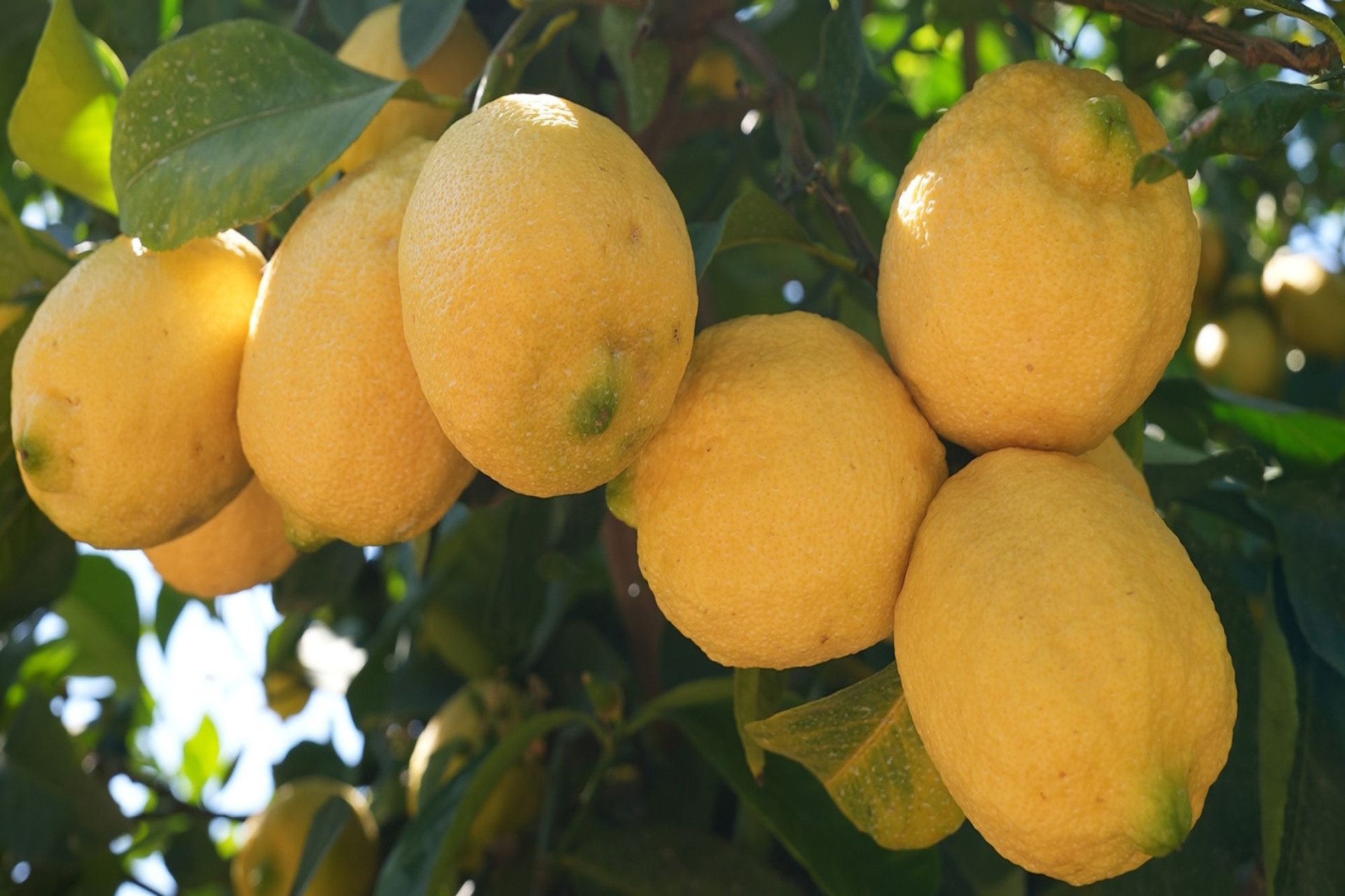 Anticipating Your Lemon Harvest: When Does a Lemon Tree Bear Fruit?