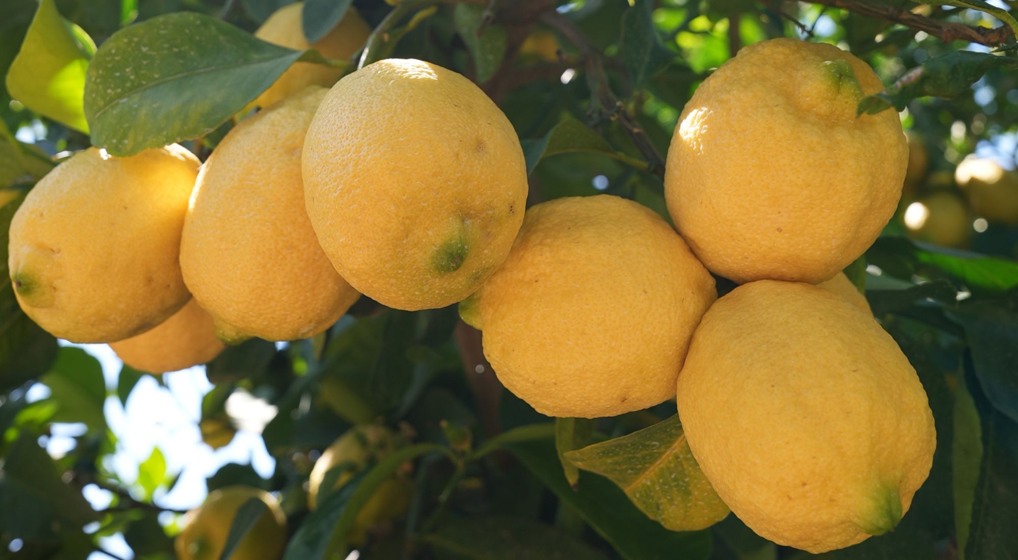when do lemon trees bear-fruit