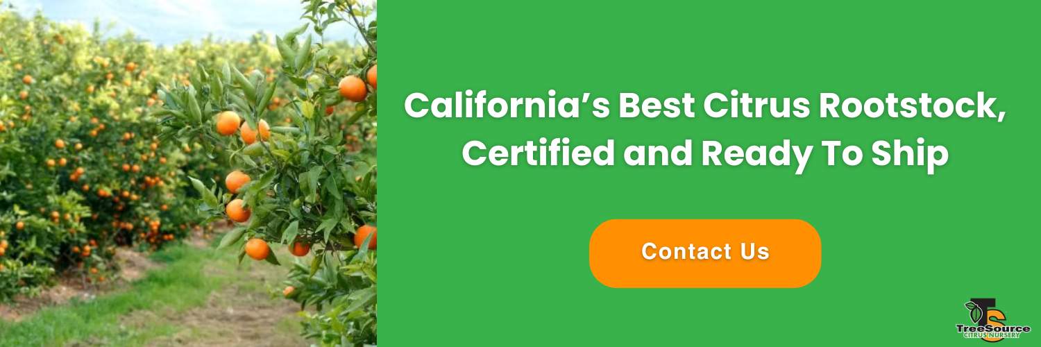Best citrus rootstock for California
