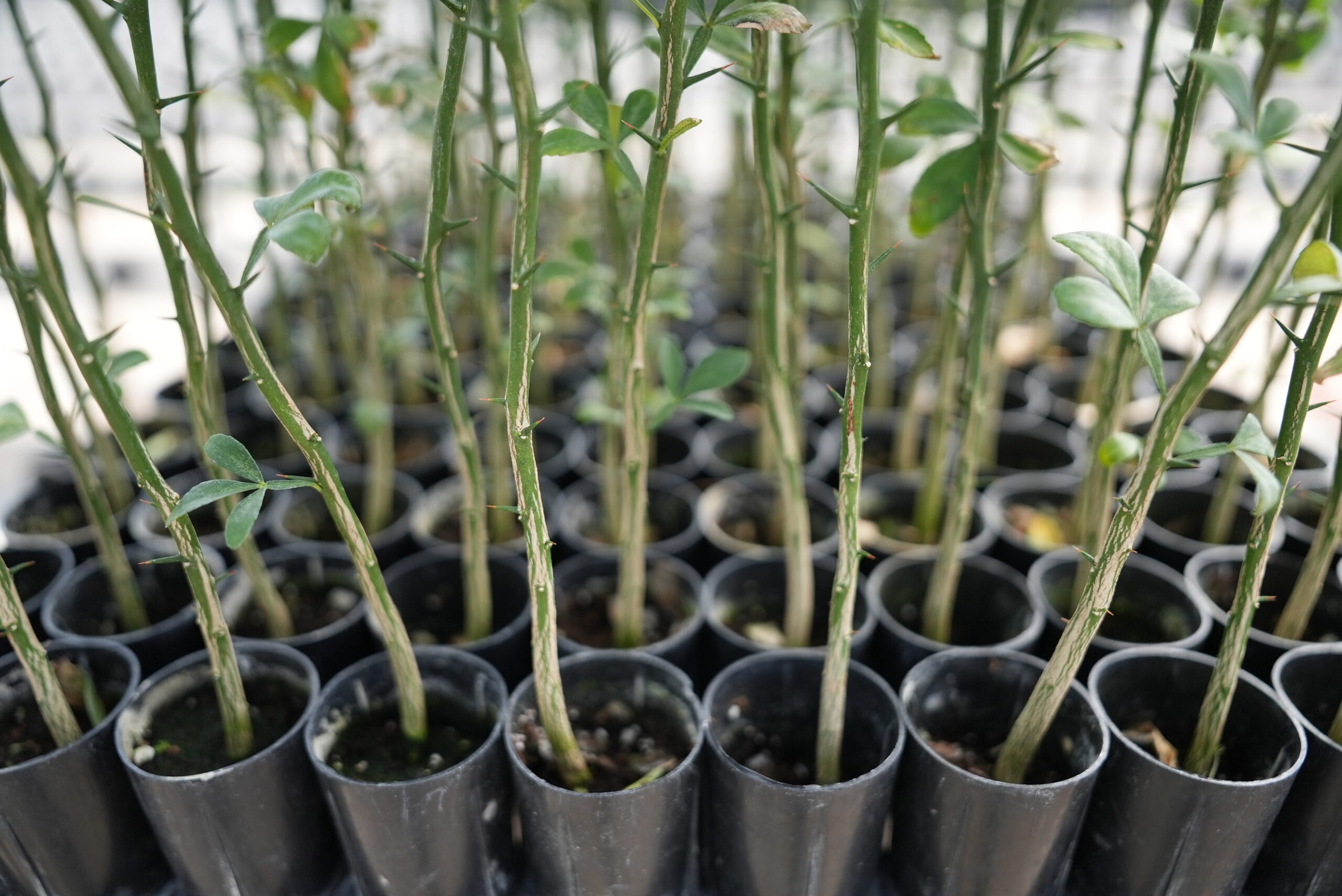 Citrus Liners vs. Small Pots: Which Fits Your Program Better?