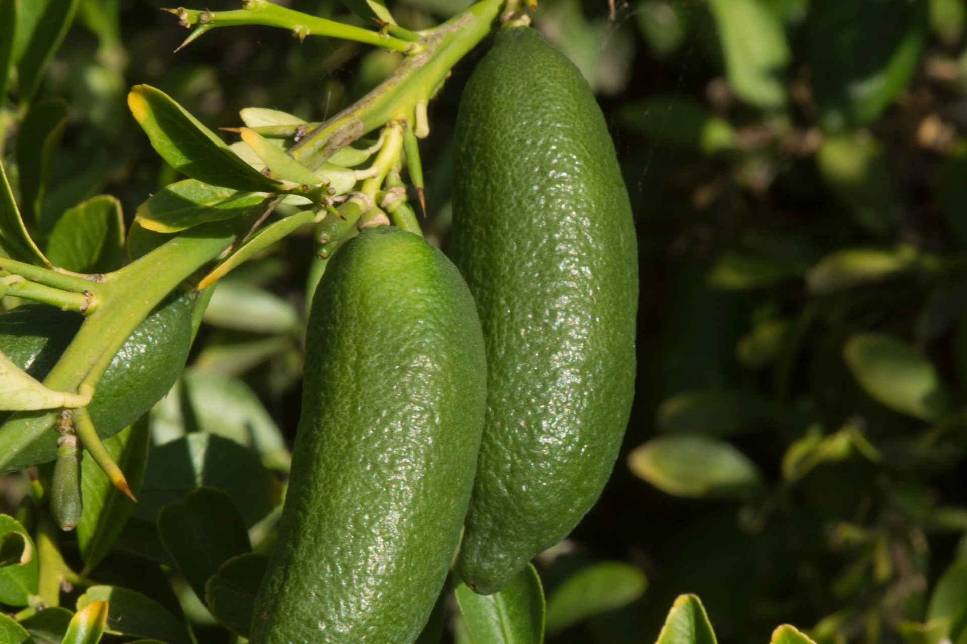 austalian finger lime growing zone