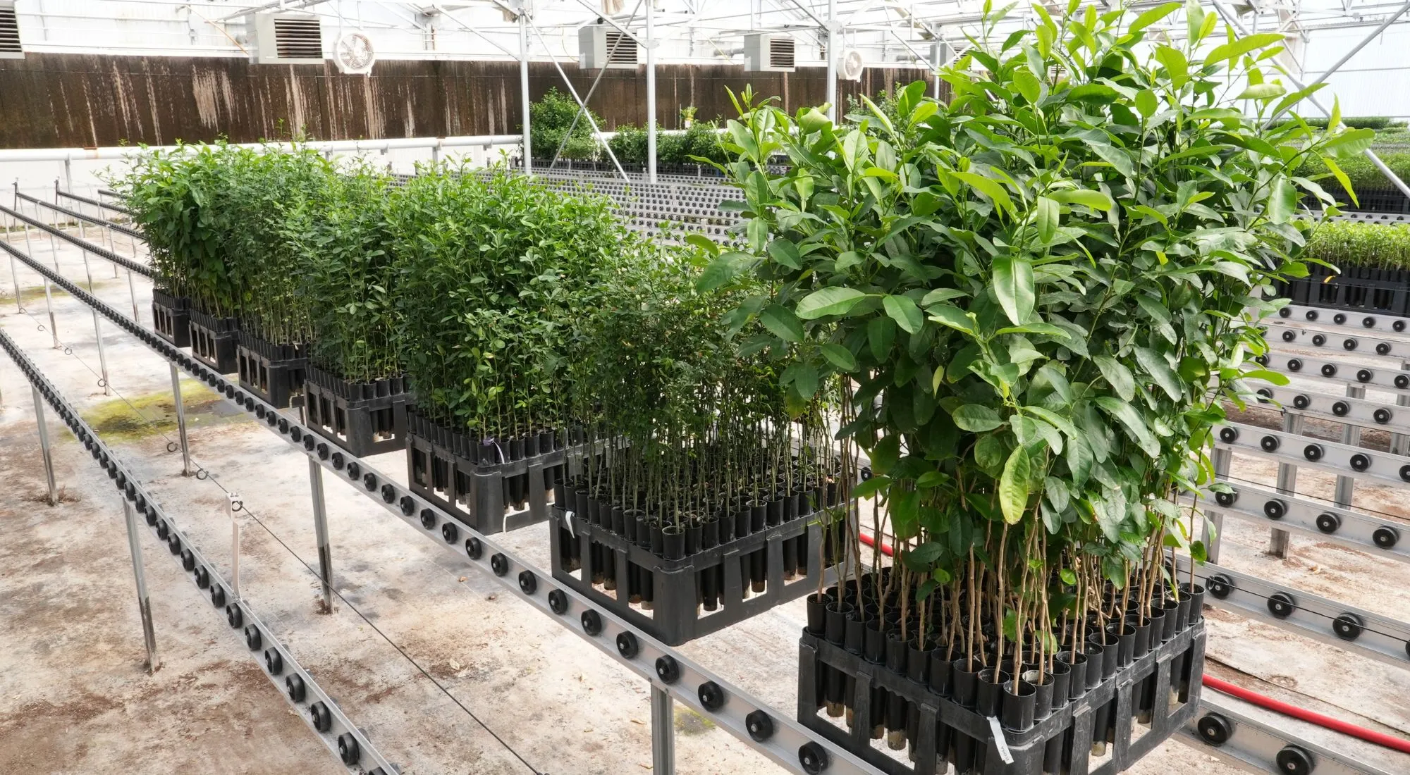 best california rootstock