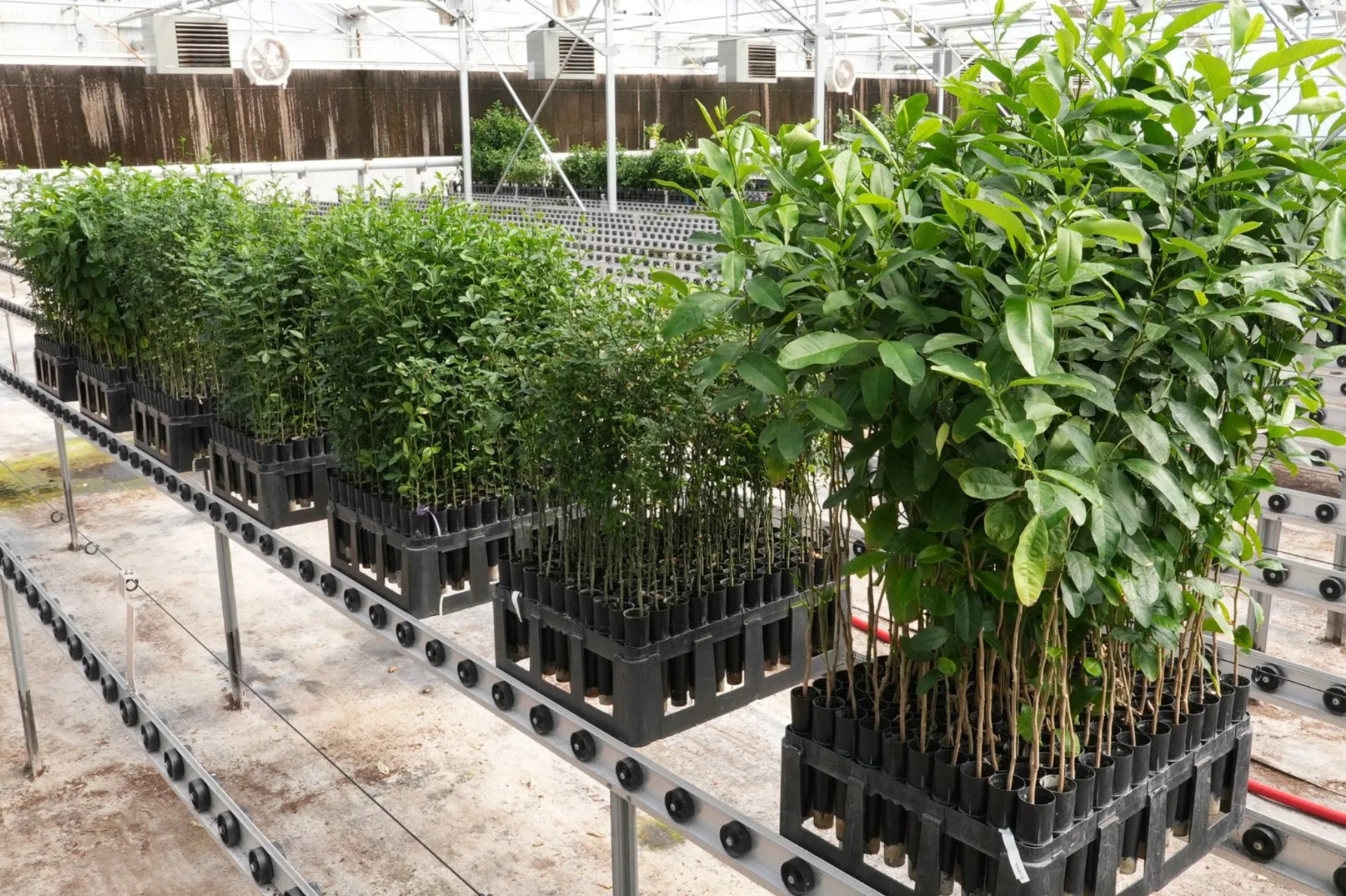 What Is the Best Citrus Rootstock for California Orchards?
