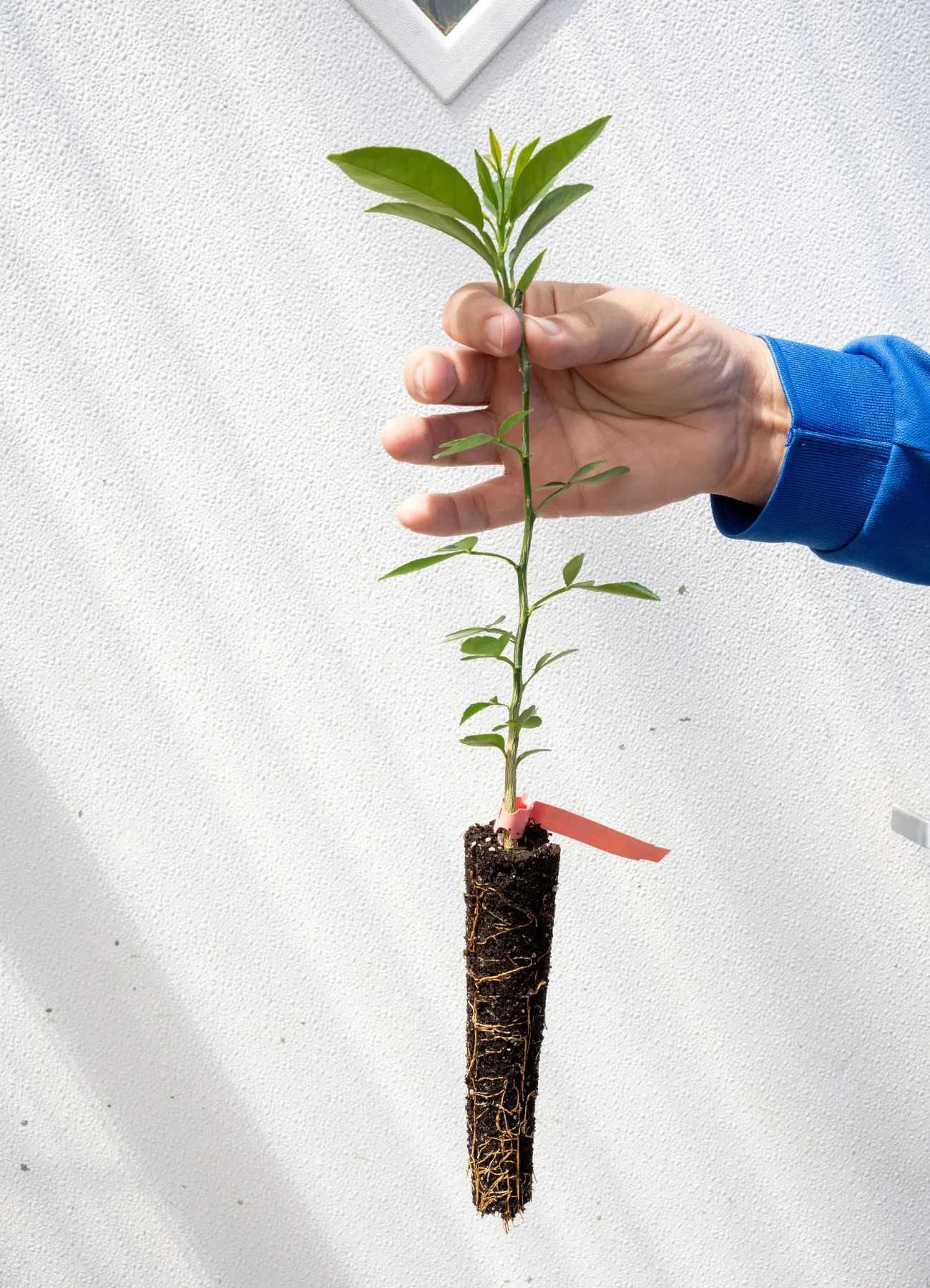 best rootstock for california