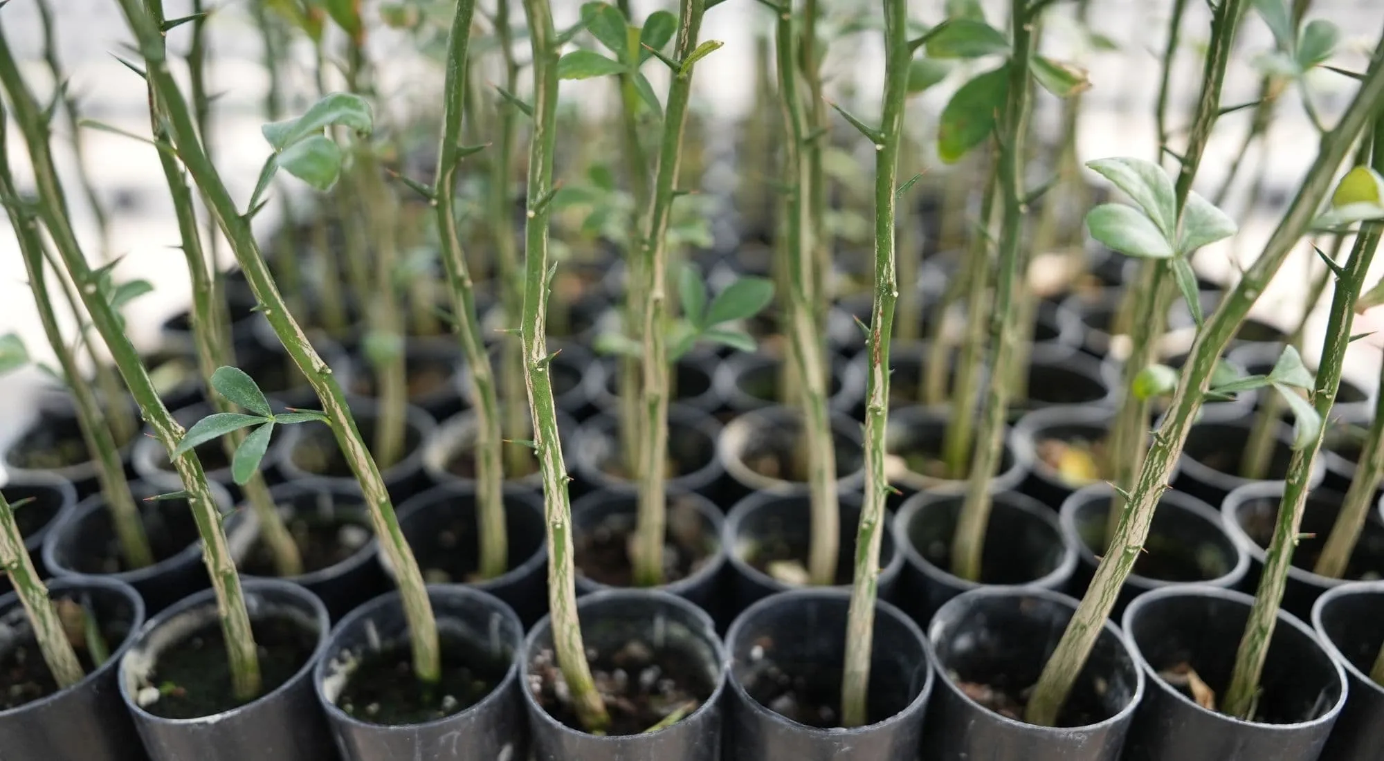 best rootstock to use in california