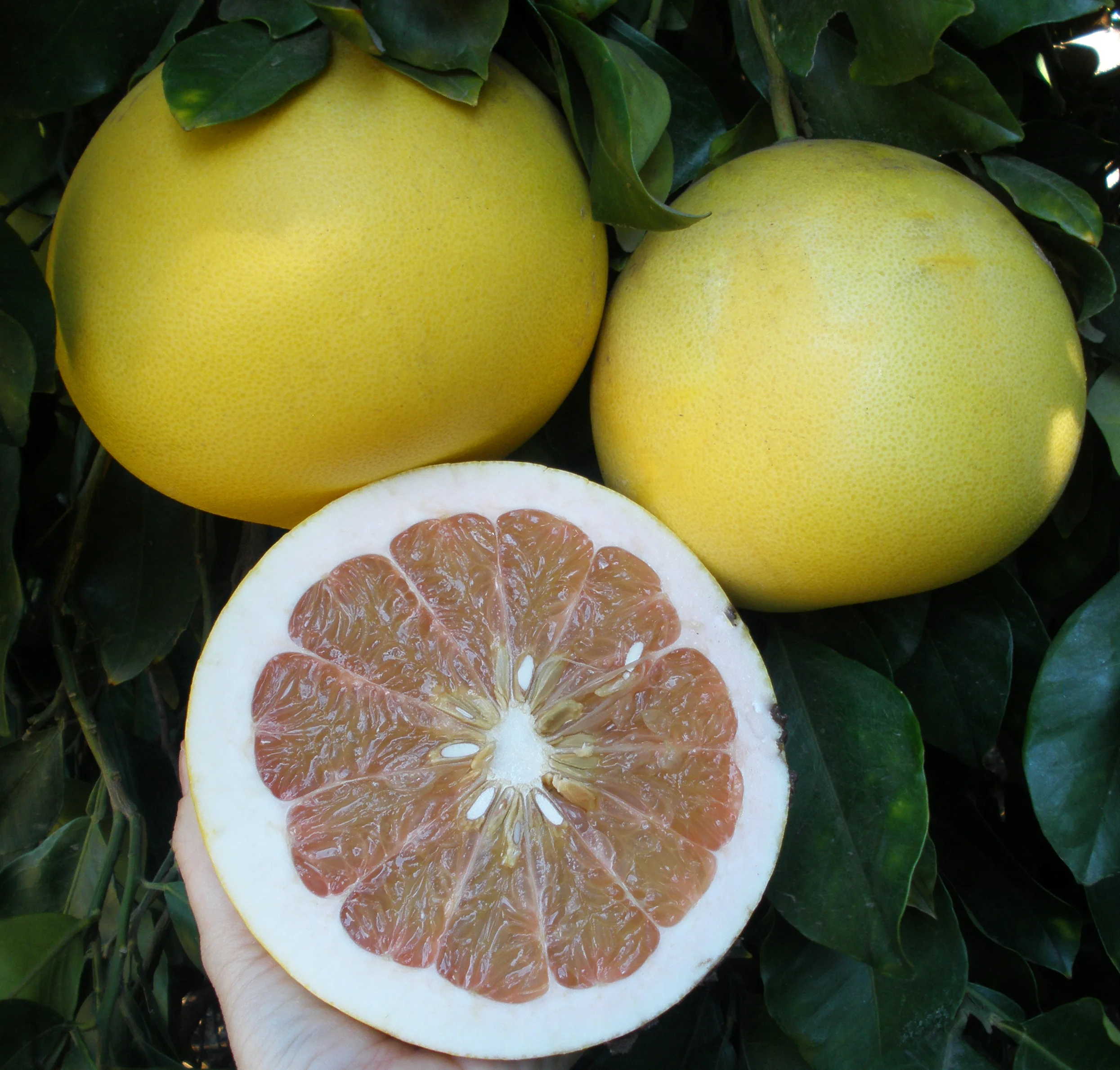 Two whole Chandler pomelos and one sliced open, revealing smooth yellow skin, thick white pith, and pale pink flesh.