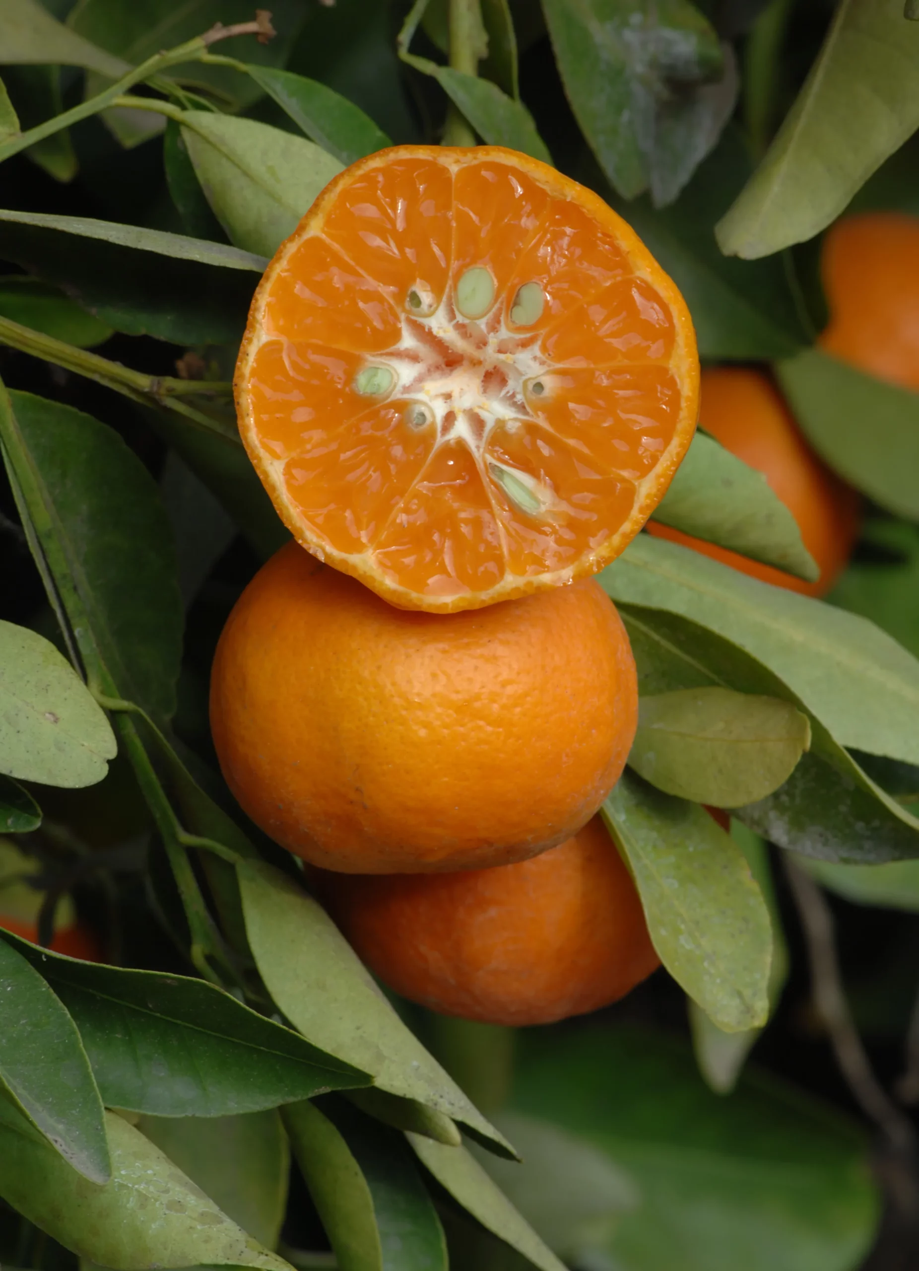 dancy tangerine trees for sale
