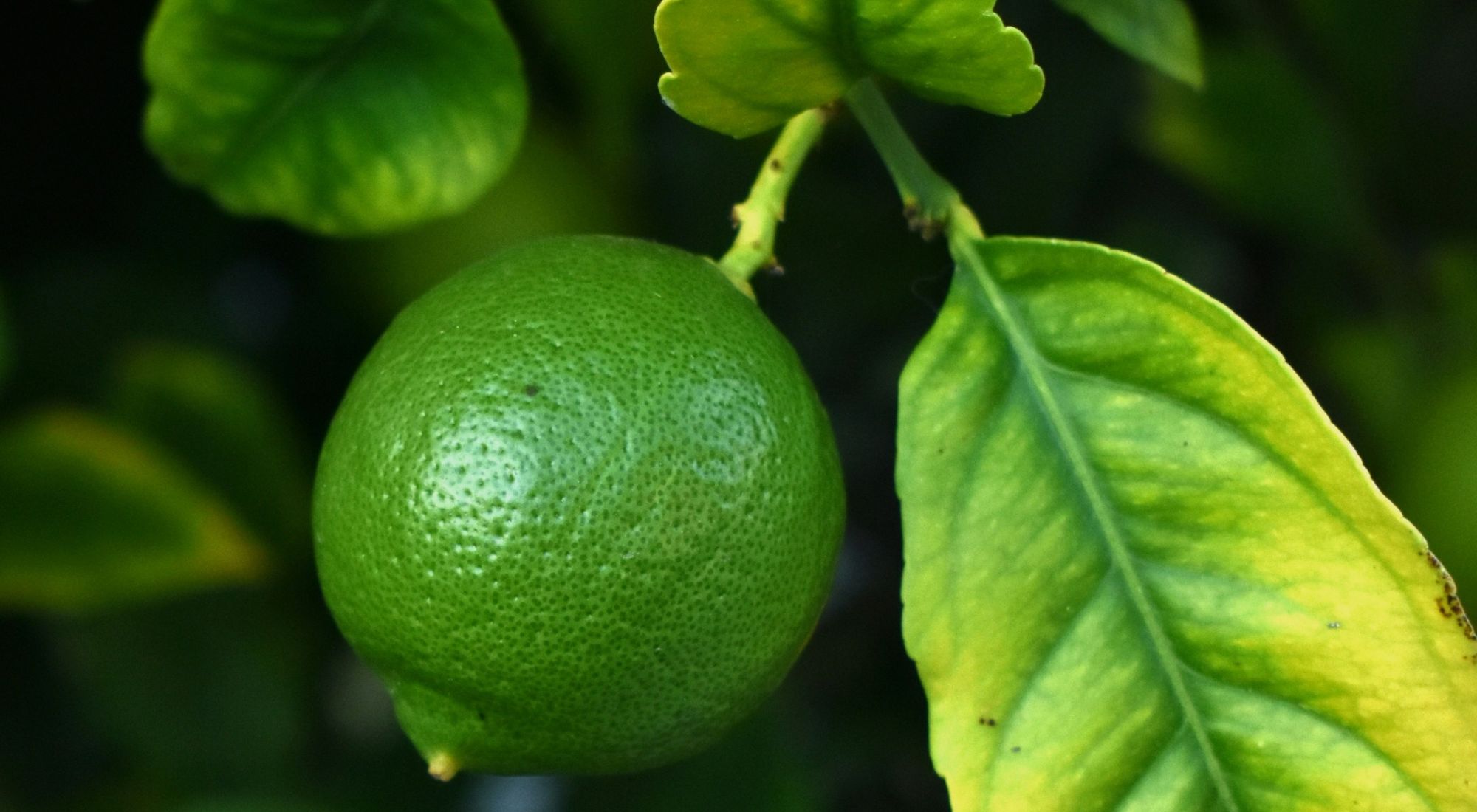can citrus greening be stopped